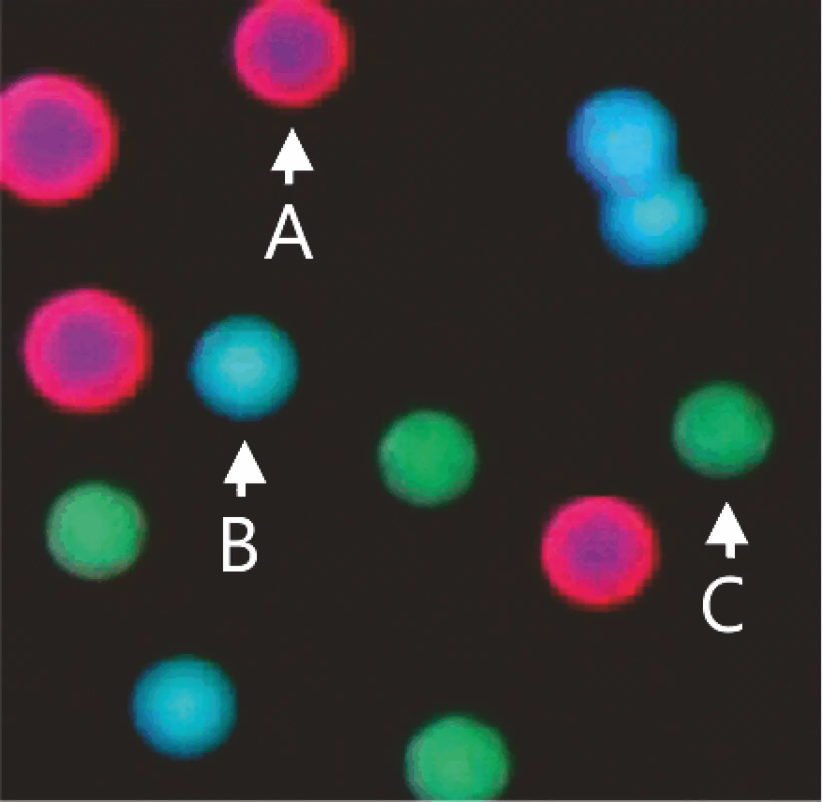 evaluation of the beads