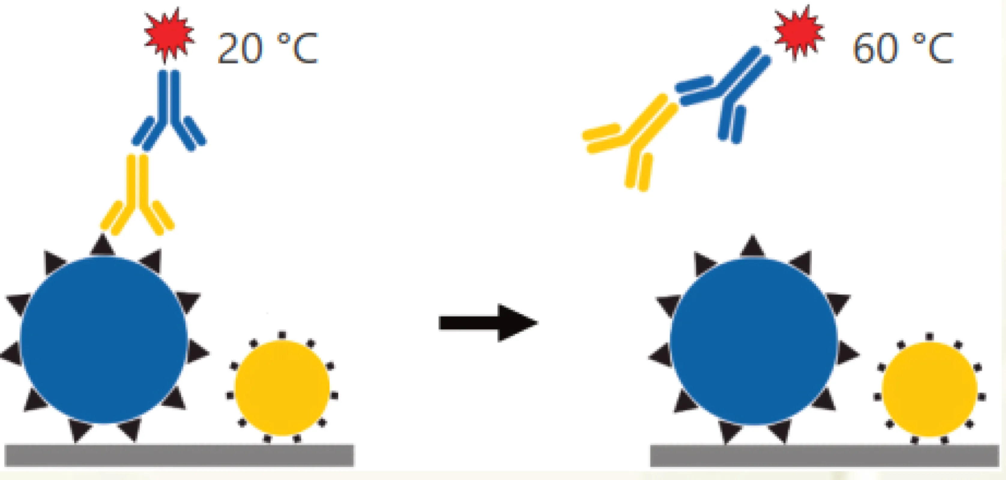 antibody avidity testing by melting curve analysis