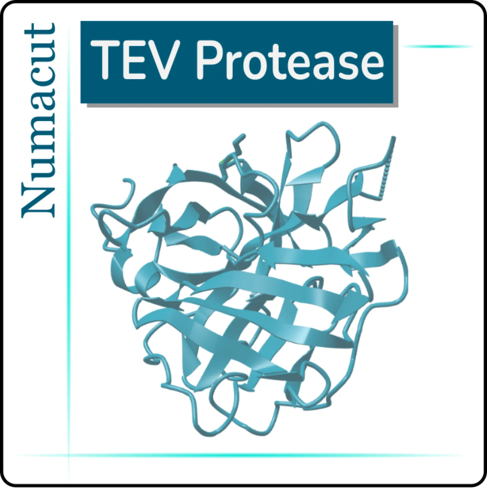 Numacut TEV Protease