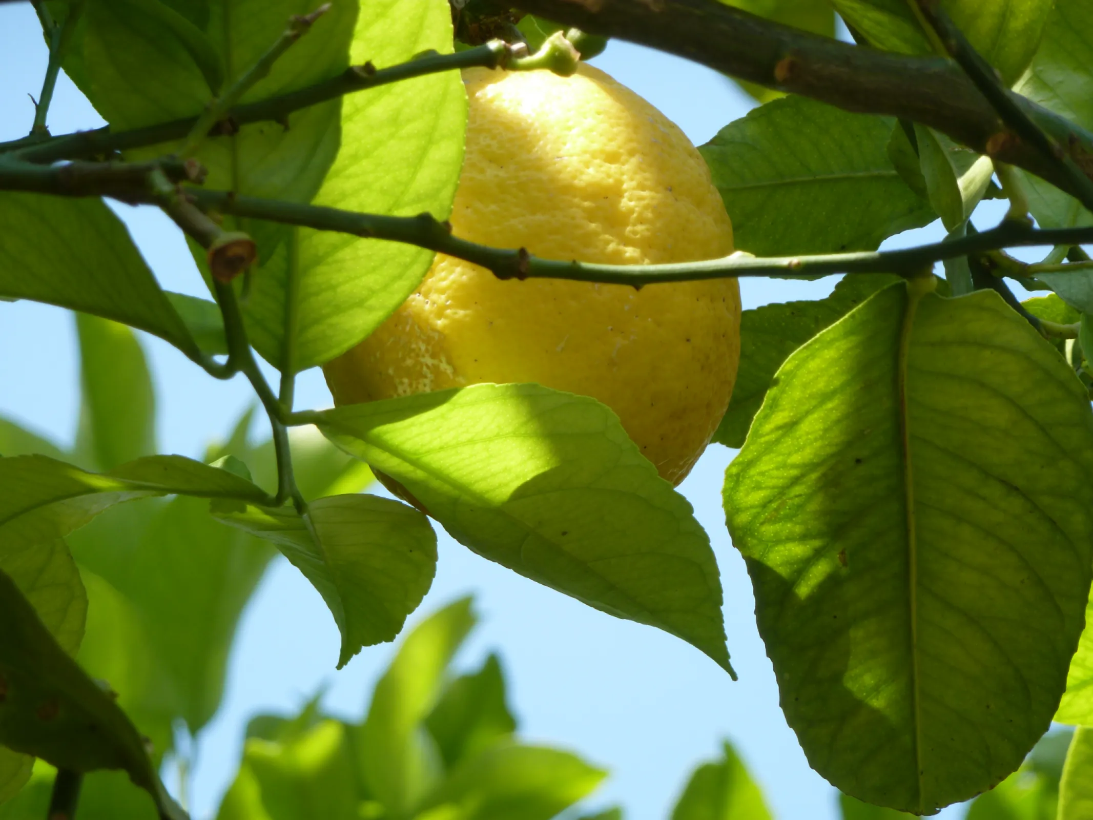organic Lemon