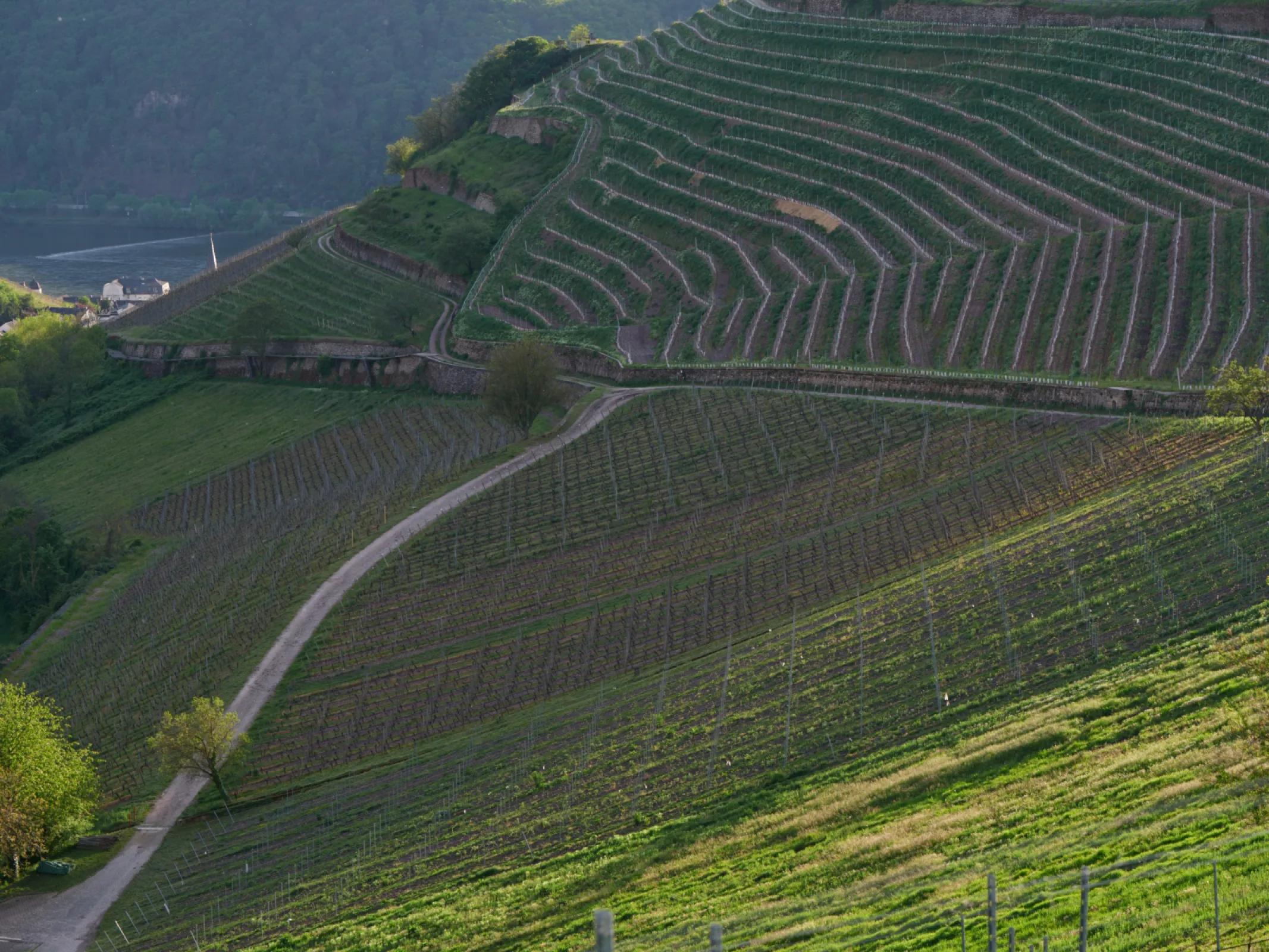 Assmannshäuser Höllenberg