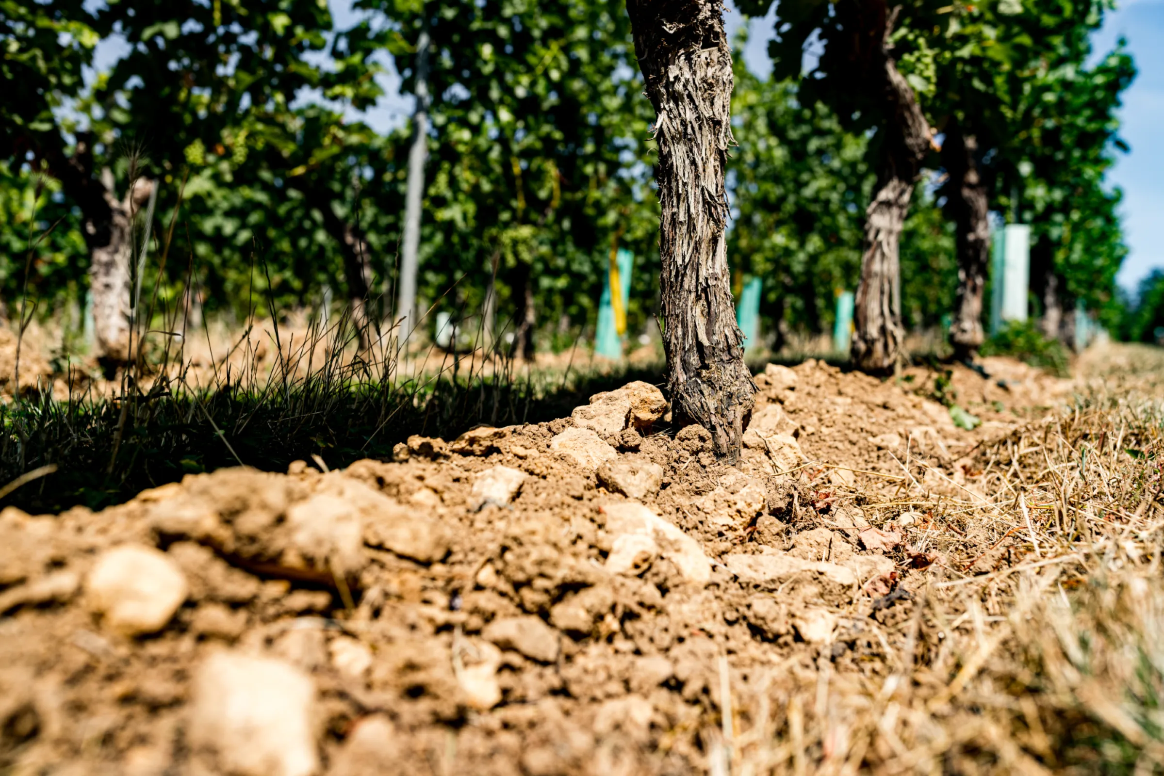 Kostheimer Weiss Erd