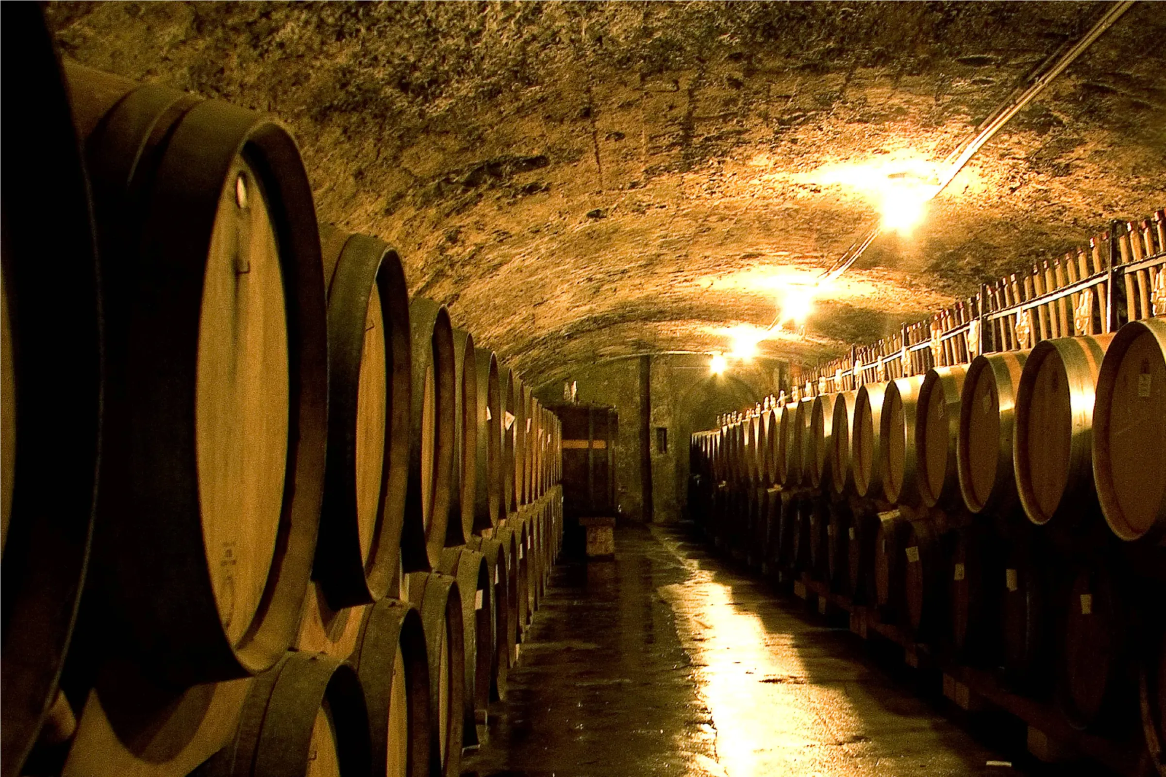 Barrique cellar