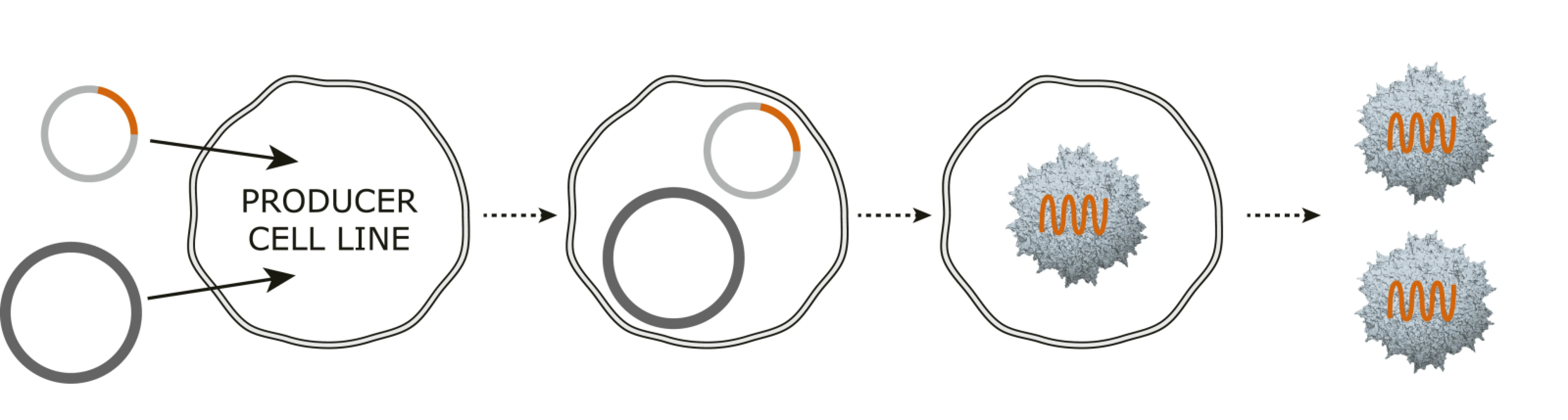 2-plasmid transfection system for AAV production