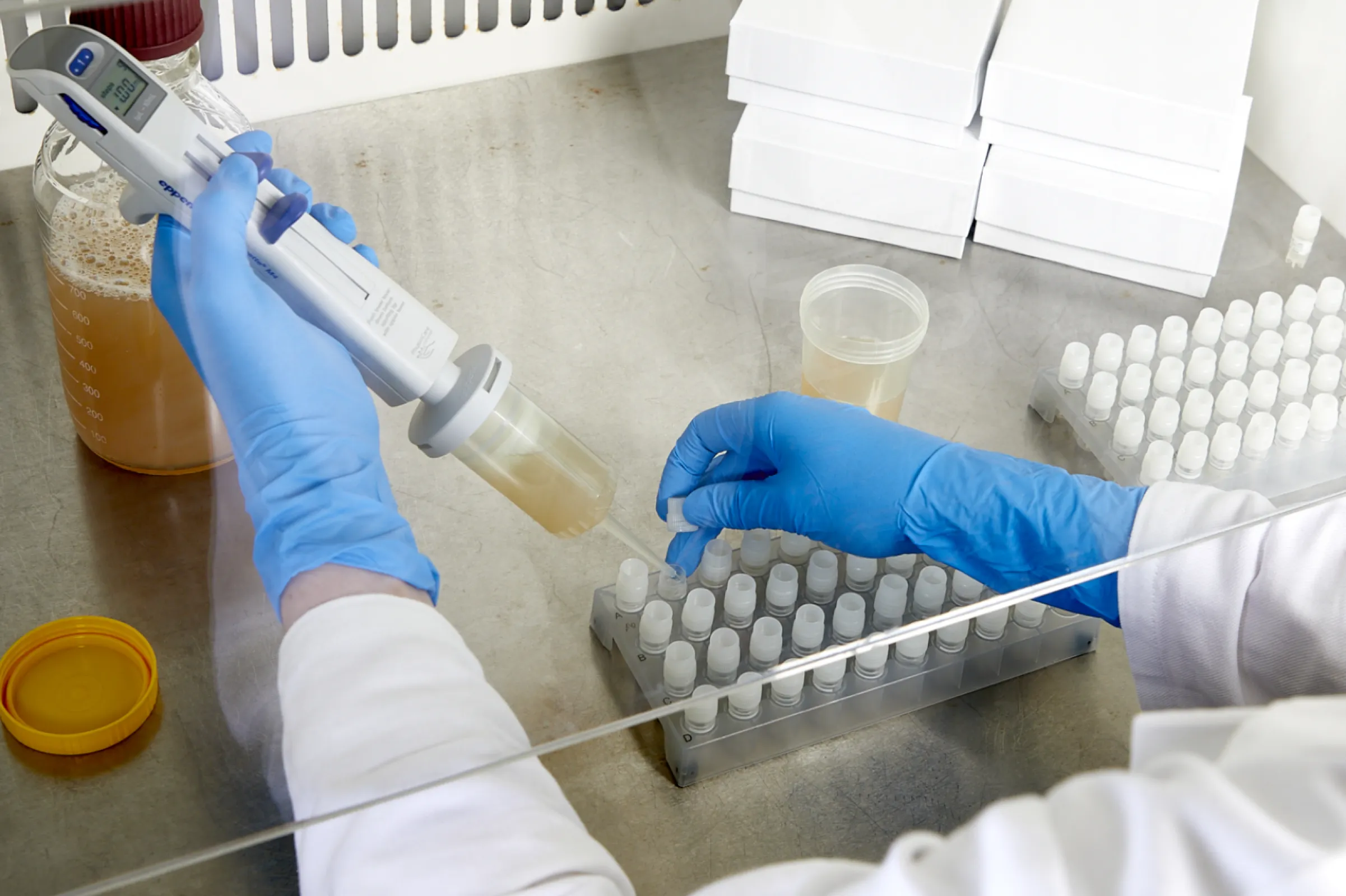 Hansenula cell banking