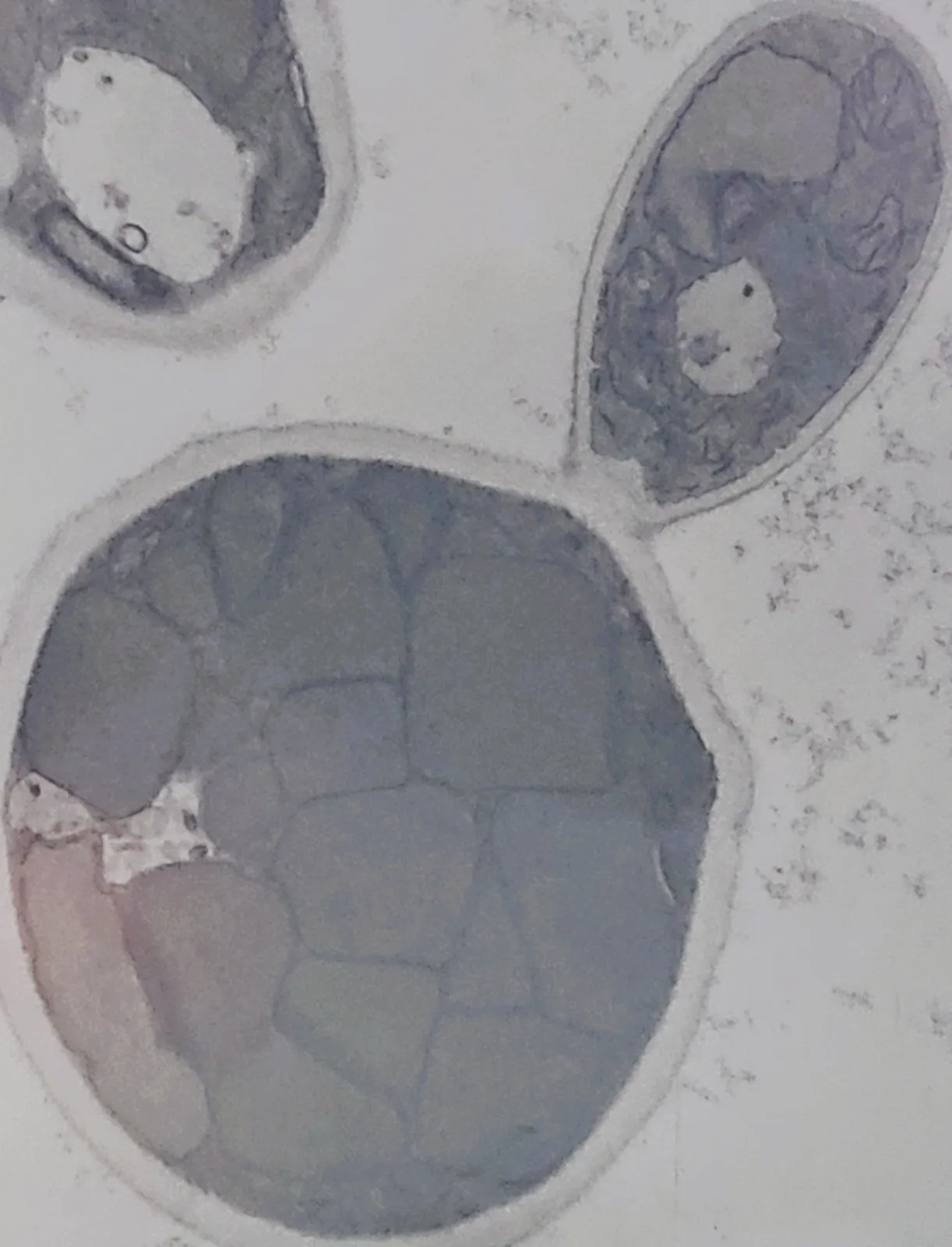 Hansenula: ARTES' workhorse