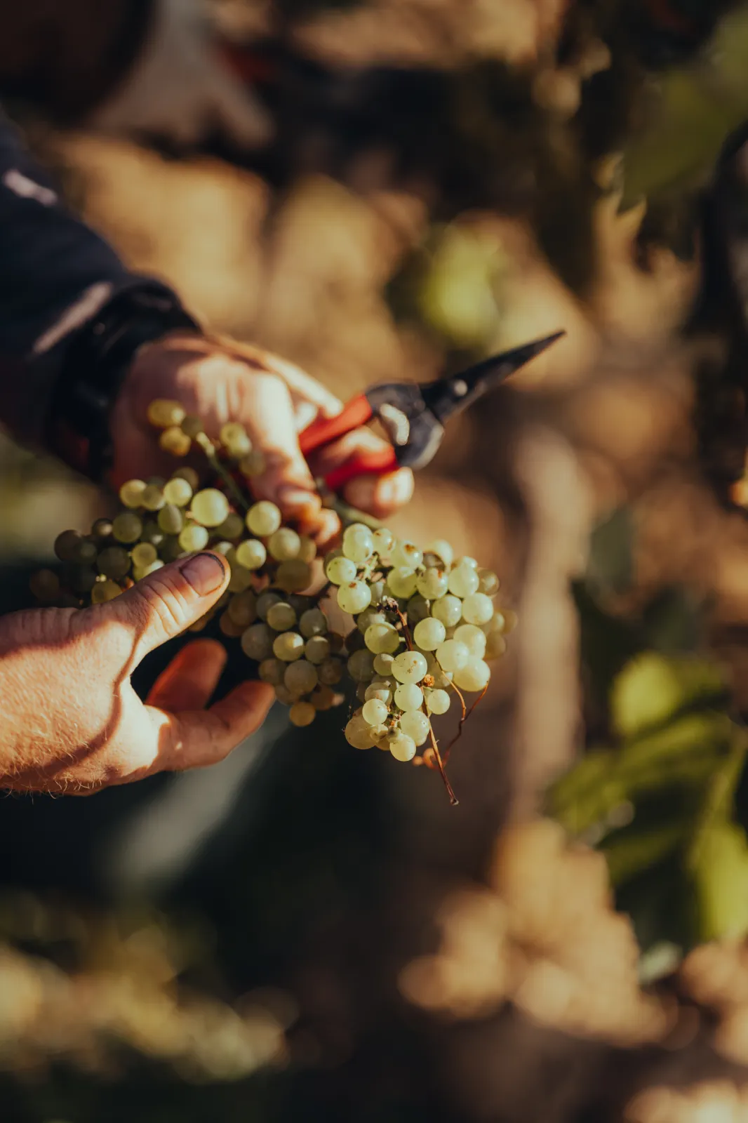 handcraft is one of our key-topics in the vineyards