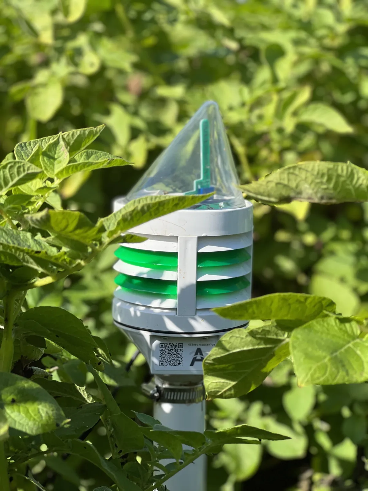 CLIMAVI microclimate + soil sensor in potatoes
