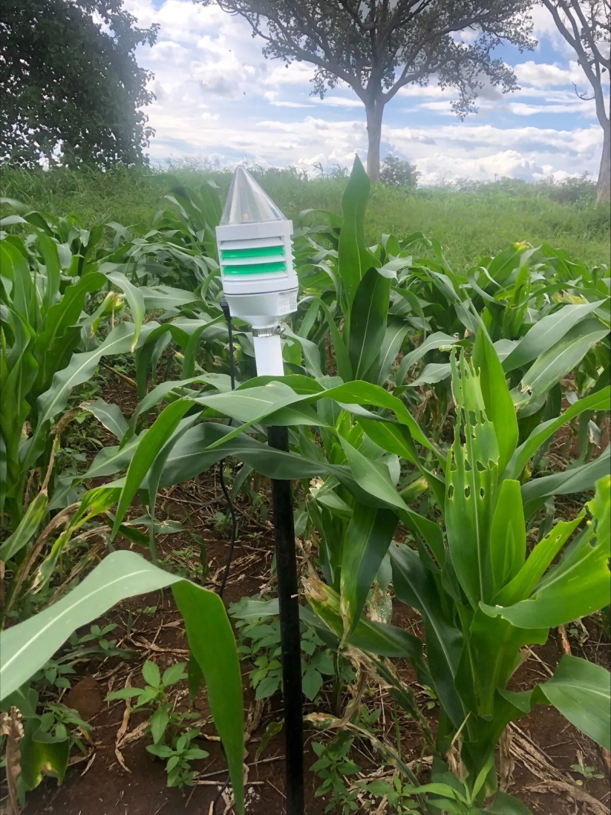 CLIMAVI microclimate sensor in maize