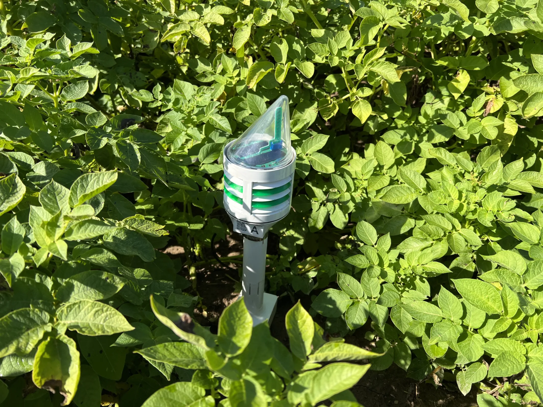 CLIMAVI microclimate + soil sensor in potatoes