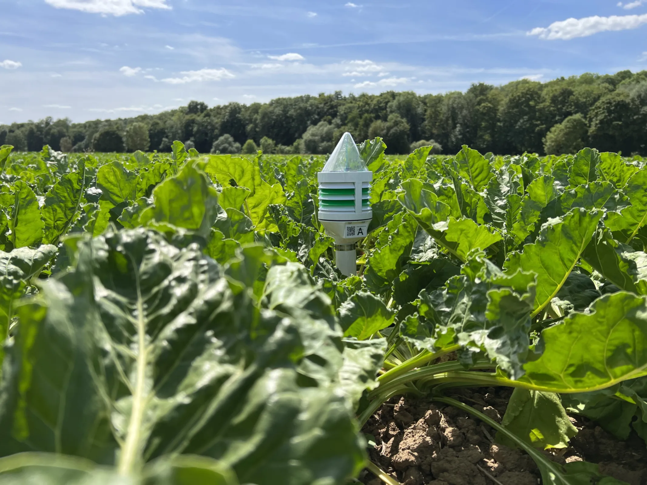 CLIMAVI microclimate + soil sensor in sugarbeets