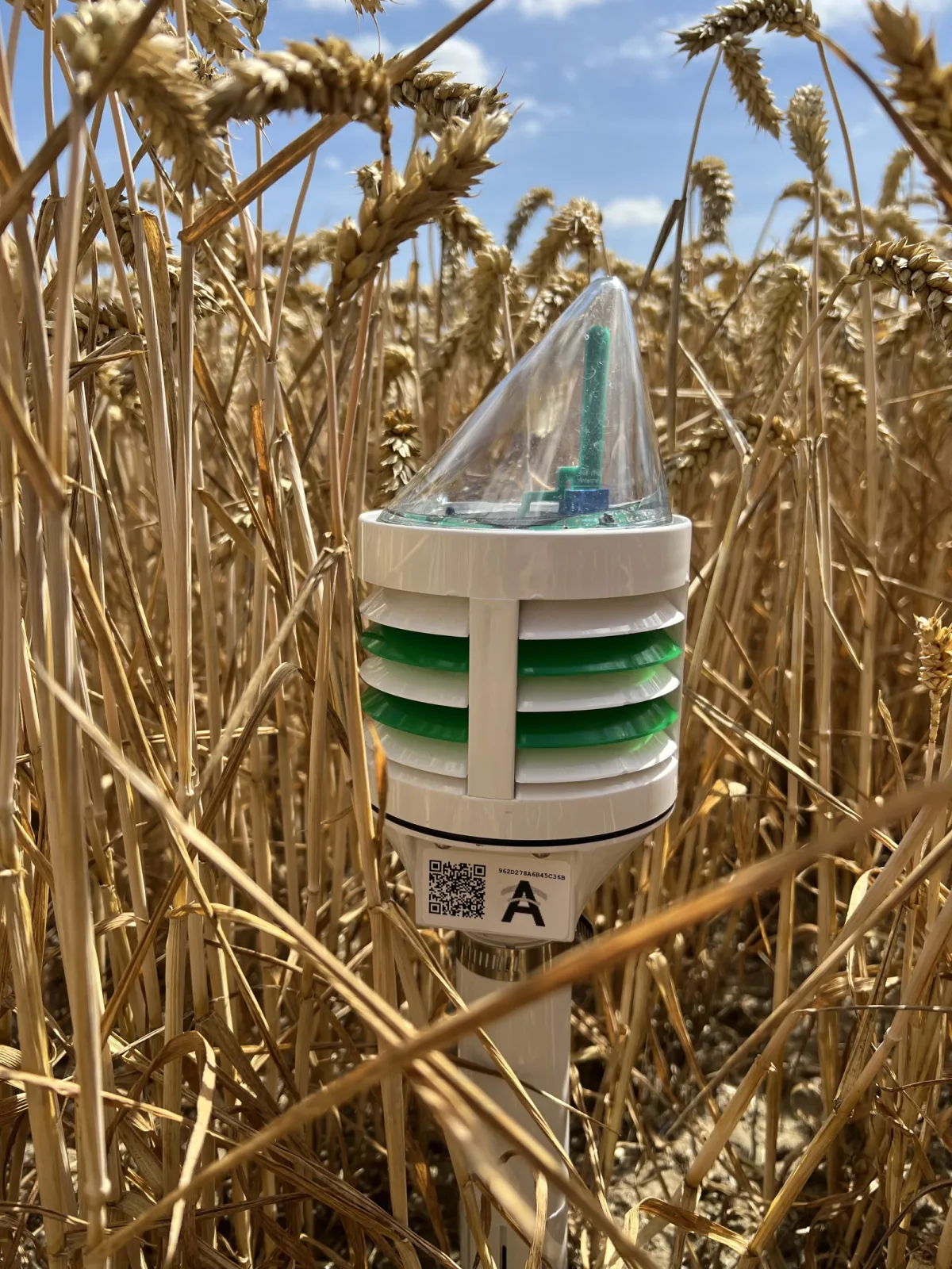 CLIMAVI microclimate + soil sensor in wheat