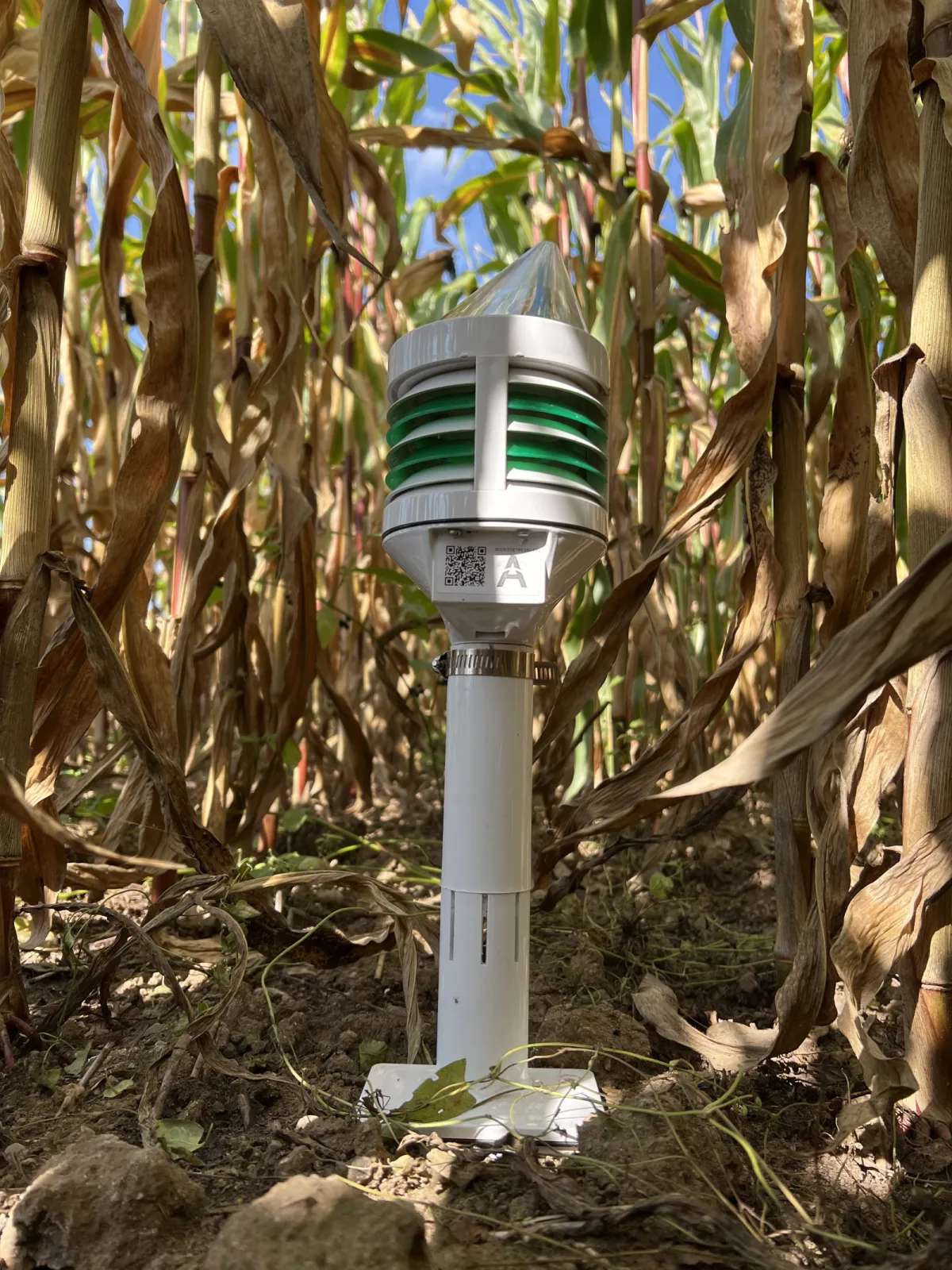 CLIMAVI microclimate + soil sensor in maize