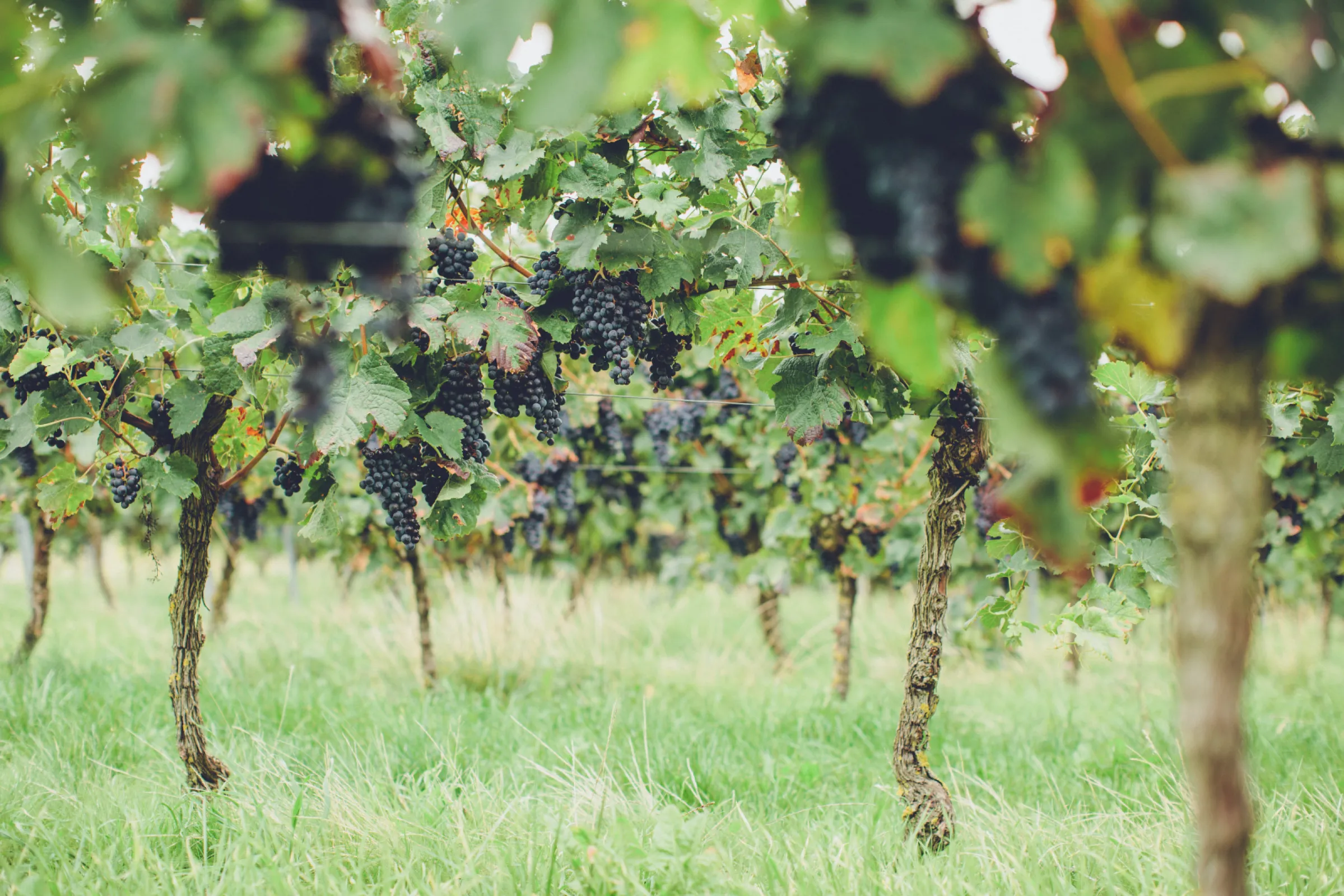 One of our Pinot Noir vineyards