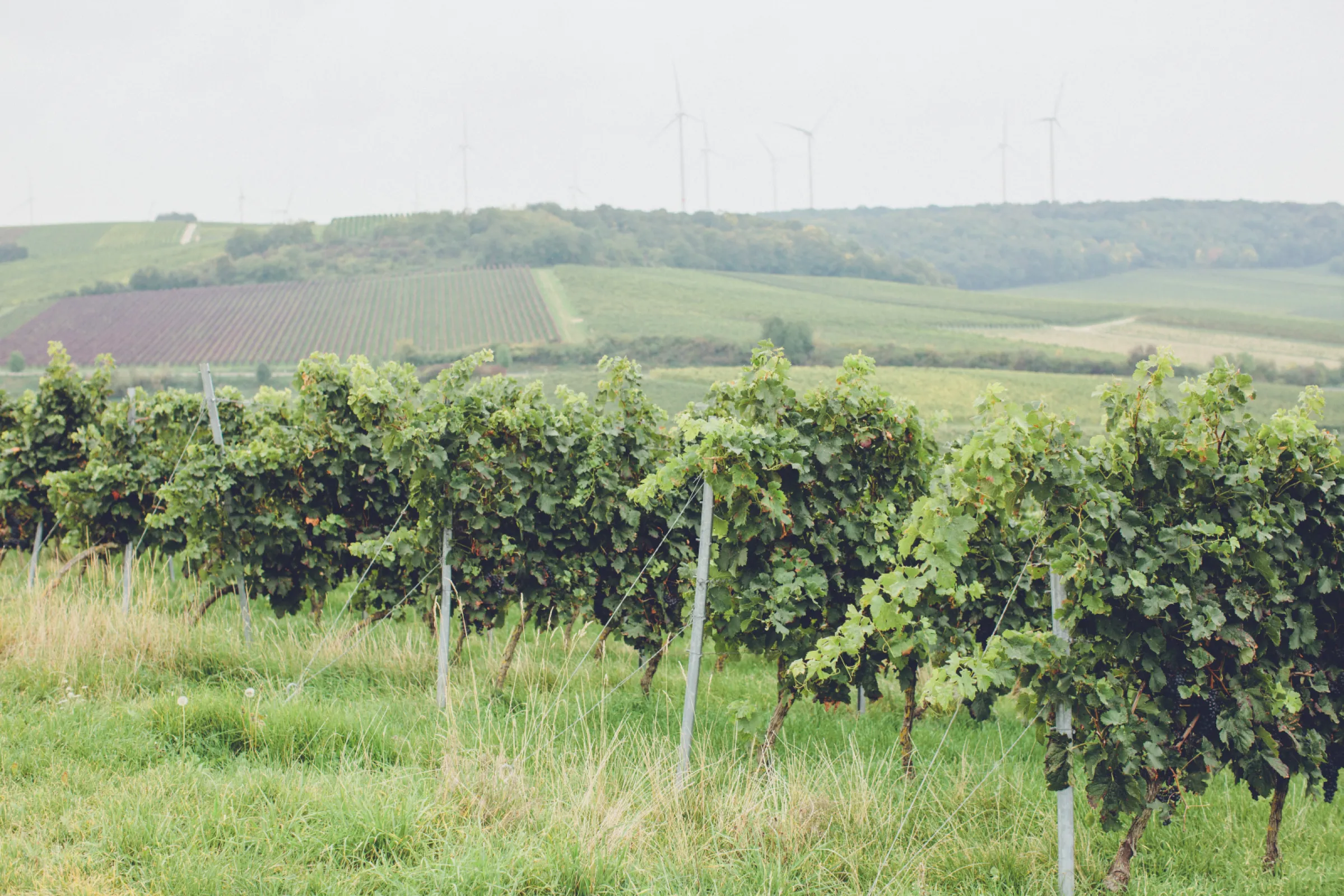 Beautiful rolling hills of Rheinhessen