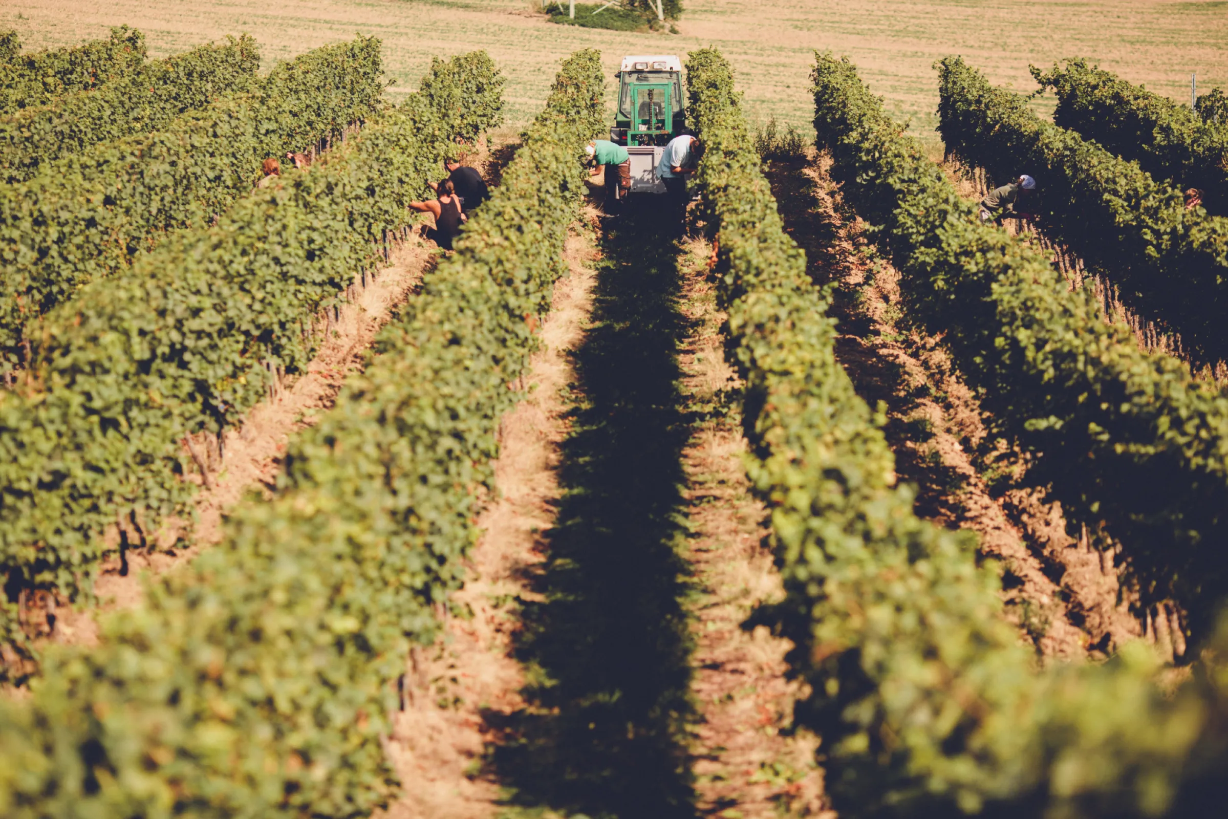 Hand harvest in one of our Pinot Gris vineyards