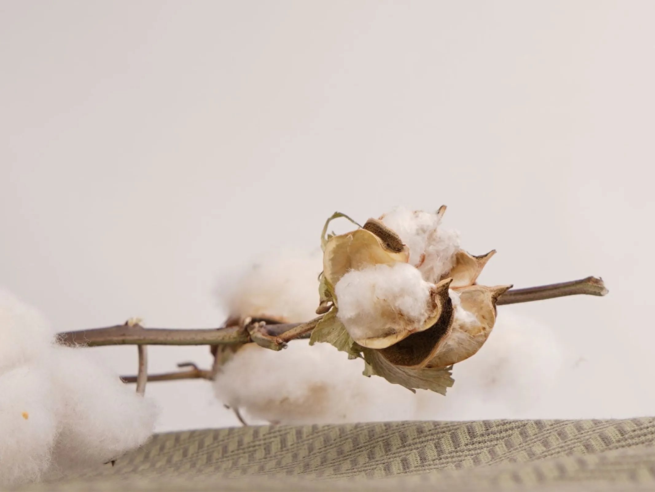 Our cotton is free from pesticides and genetic modification,