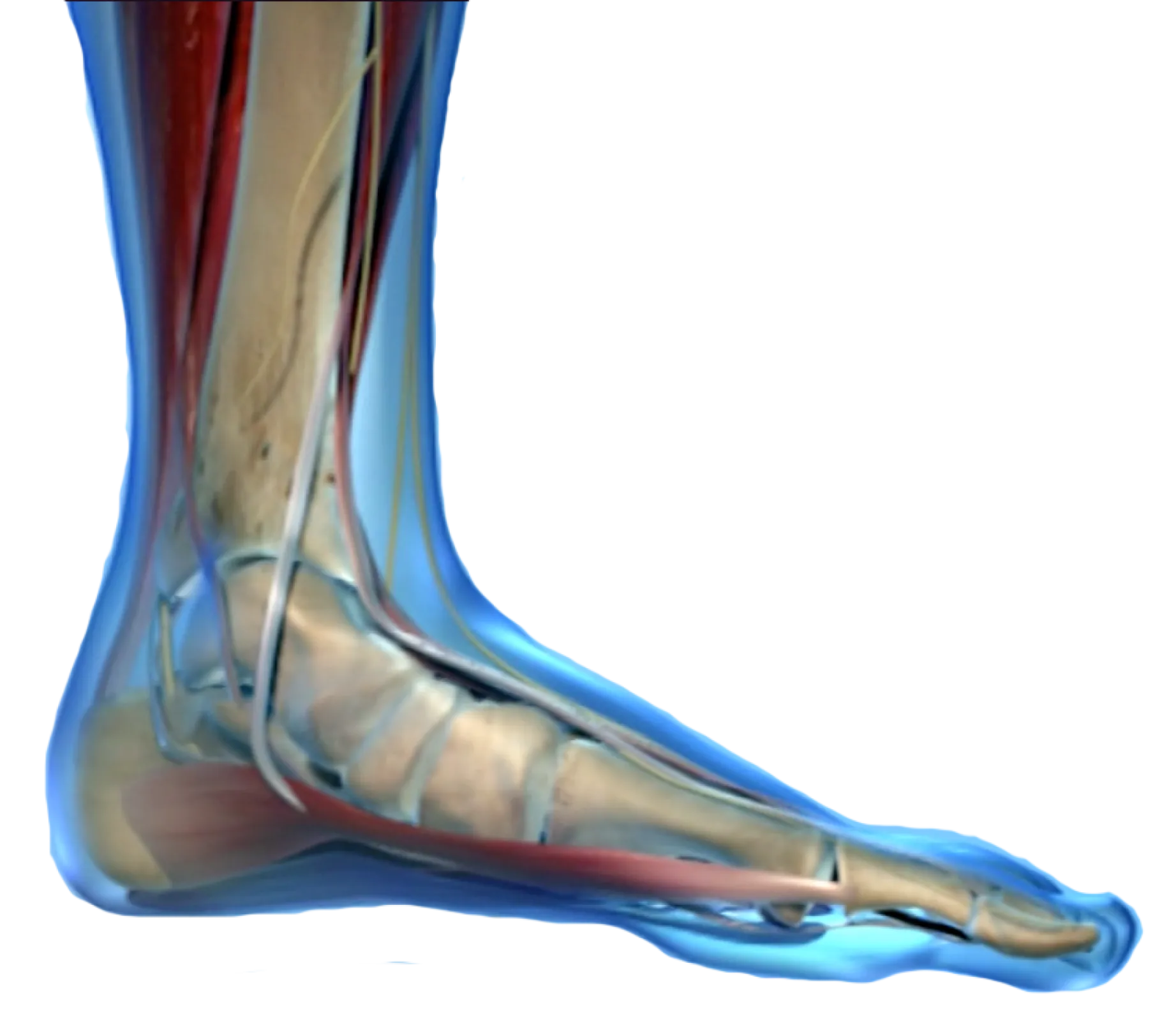 FEET - FOUNDATION OF OUR BODY