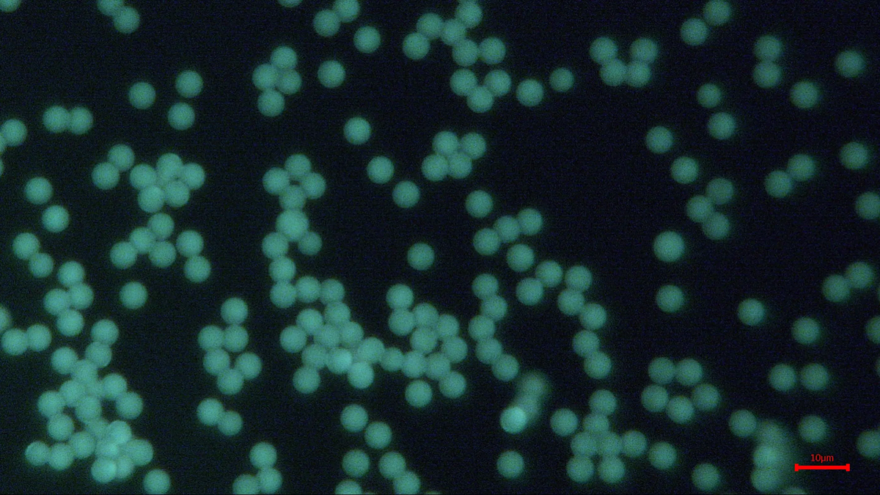 Fluorescent Polymer Microspheres
