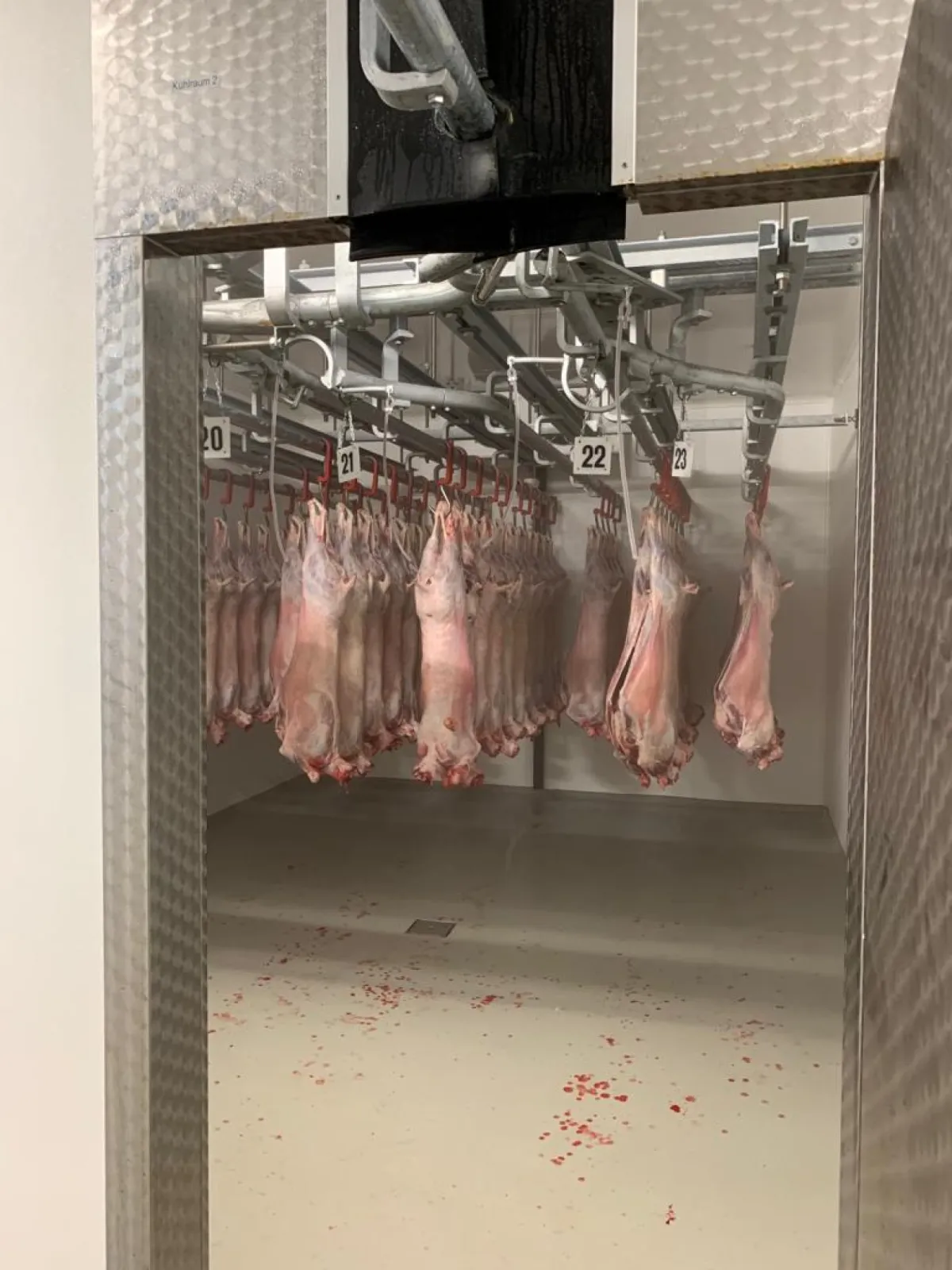 sheep cooling room