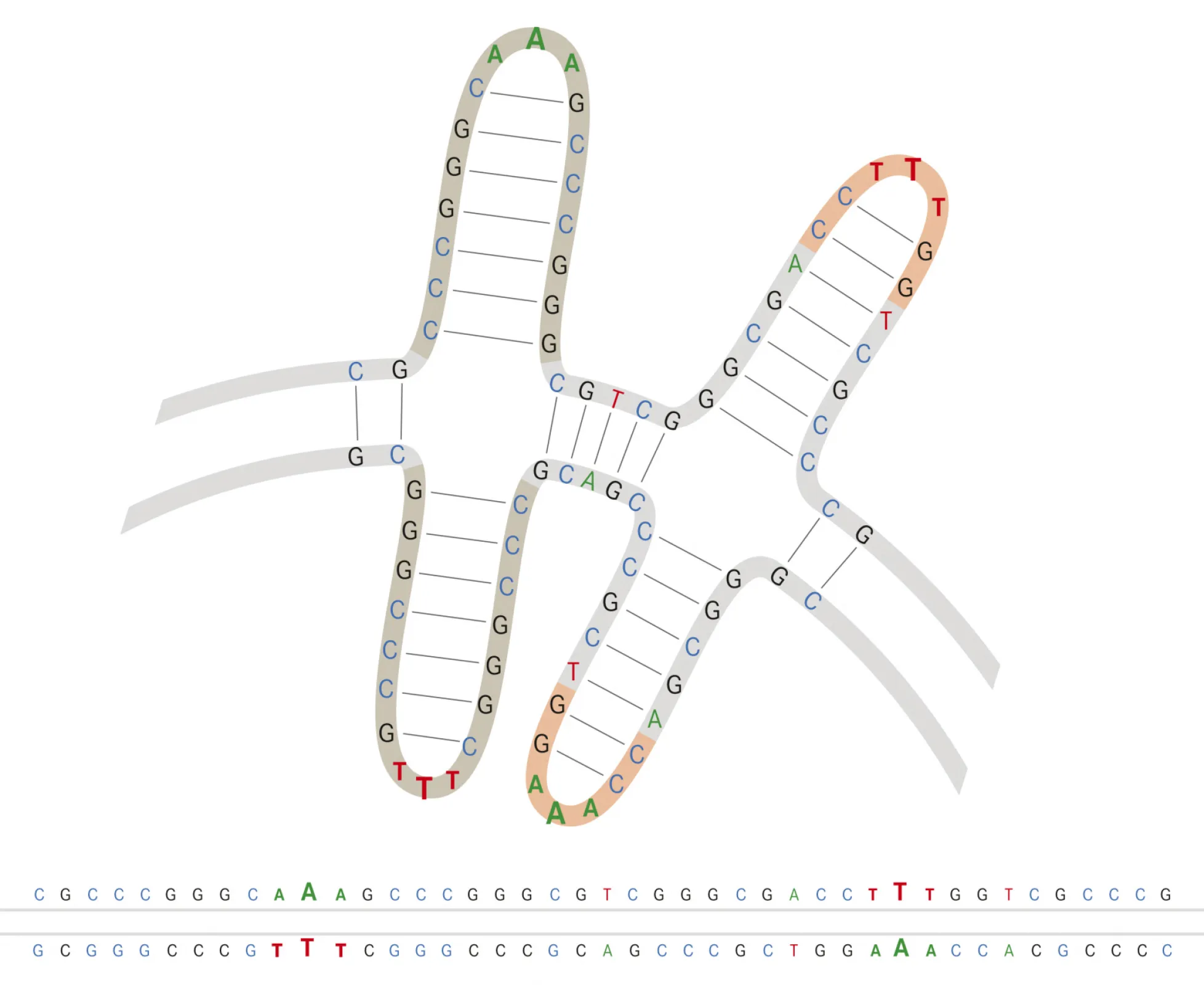 PlasmidFactory's proprietary ITRRESCUE® technology enables amplification of plasmid DNA containing sensitive inverted terminal repeats (ITR).