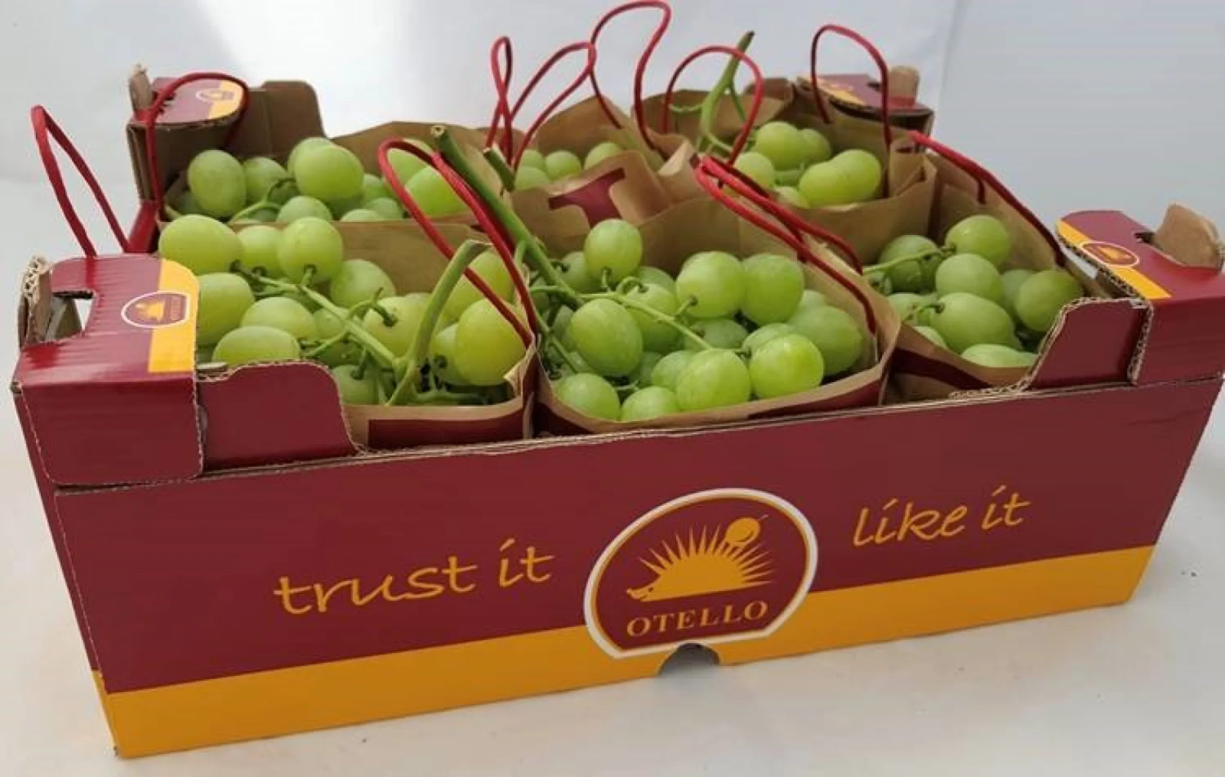 Grapes white in KÖLLA own brand: OTELLO