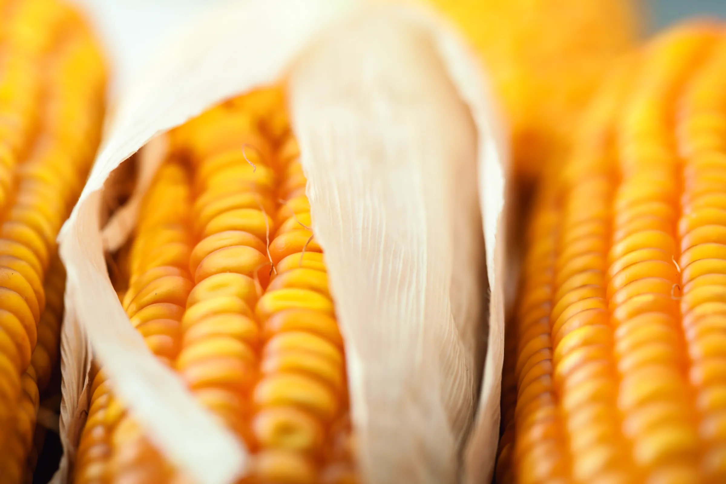 GROUND MAIZE PRODUCTS AND GLUTEN-FREE MIXES - GLUTEN-FREE AND GMO-FREE