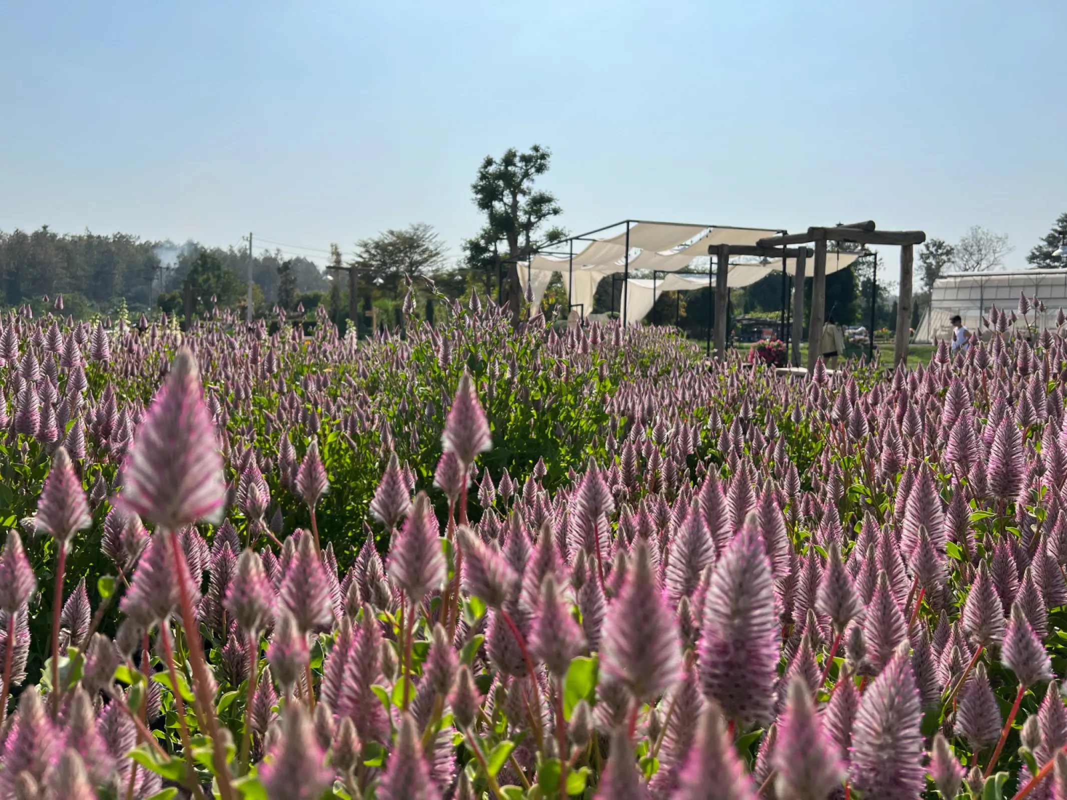 Ptilotus exaltatus Joey®
