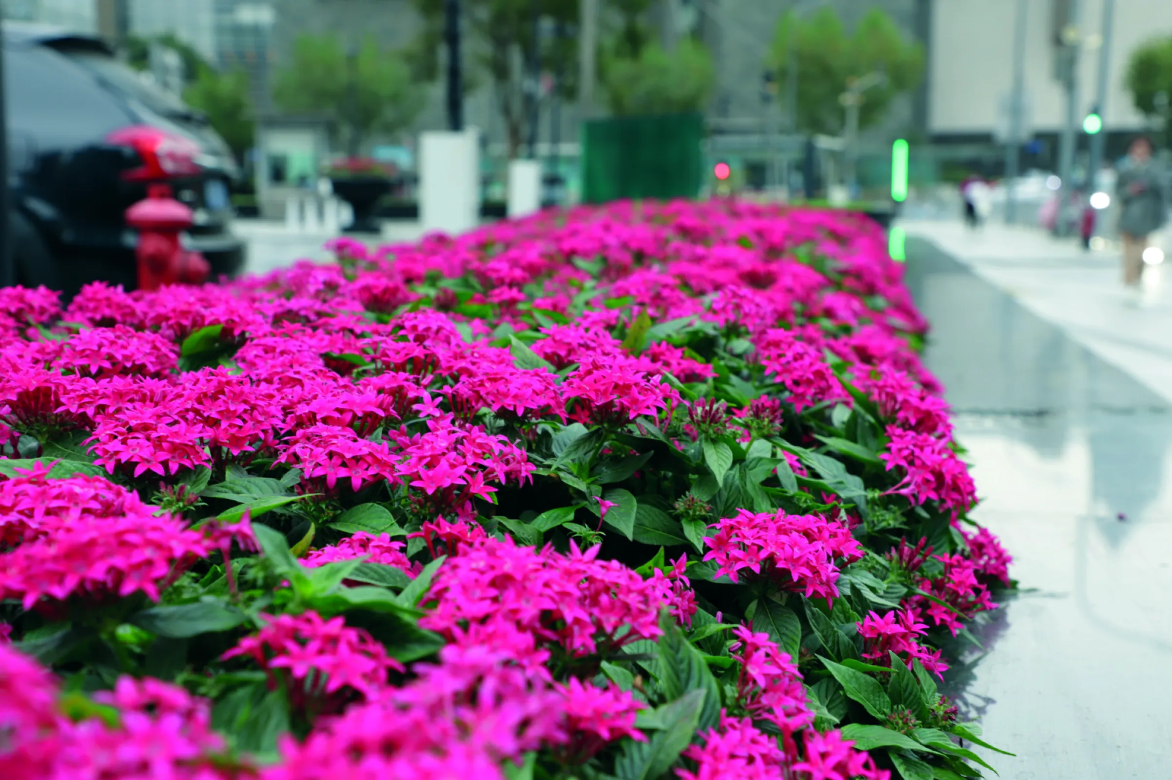 Pentas lanceolata F₁ – Graffiti®