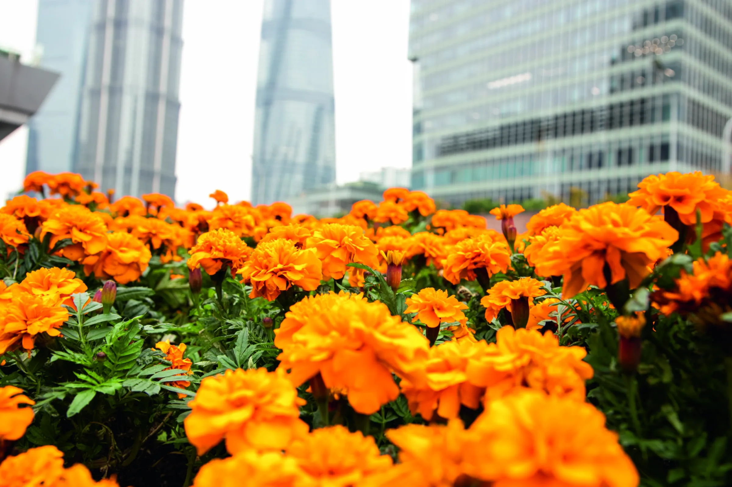 Tagetes patula – Super Hero