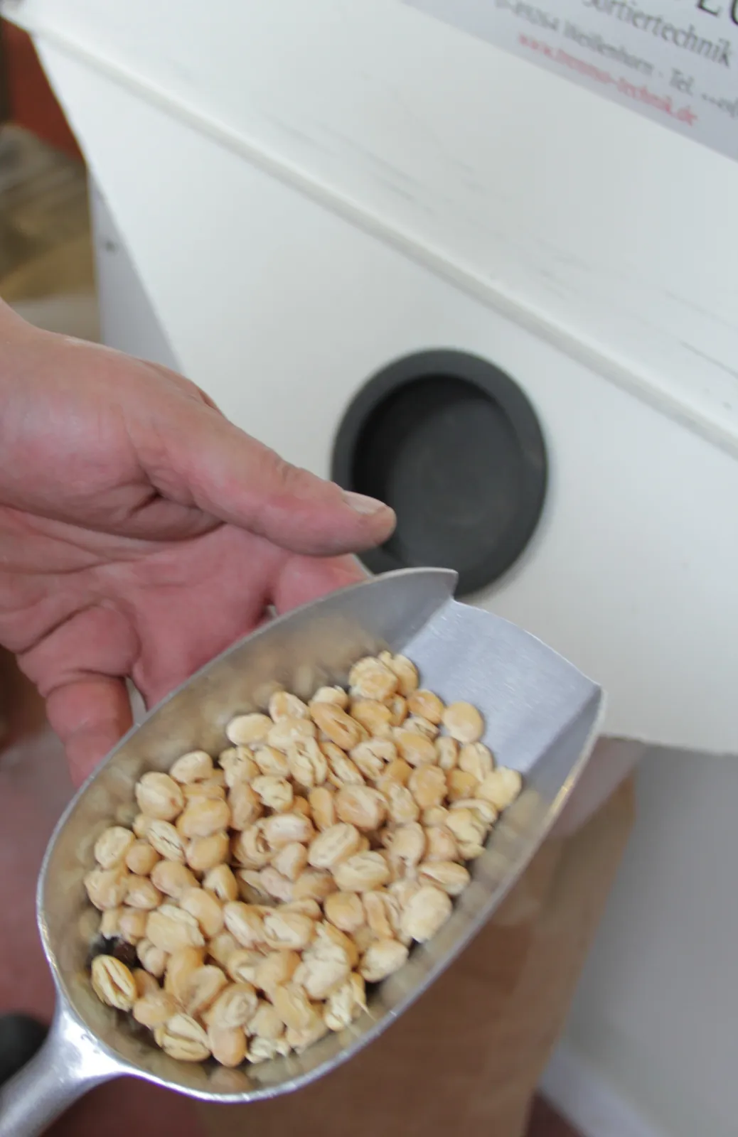 production of legumes