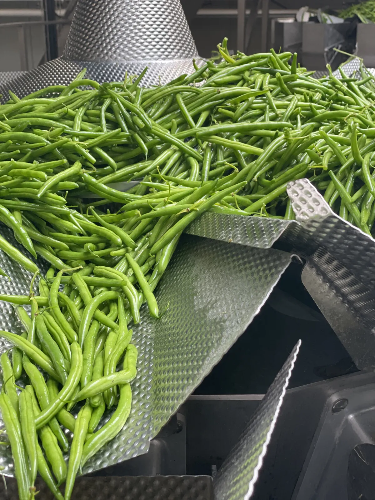 Further processing of our Broad Beans.
