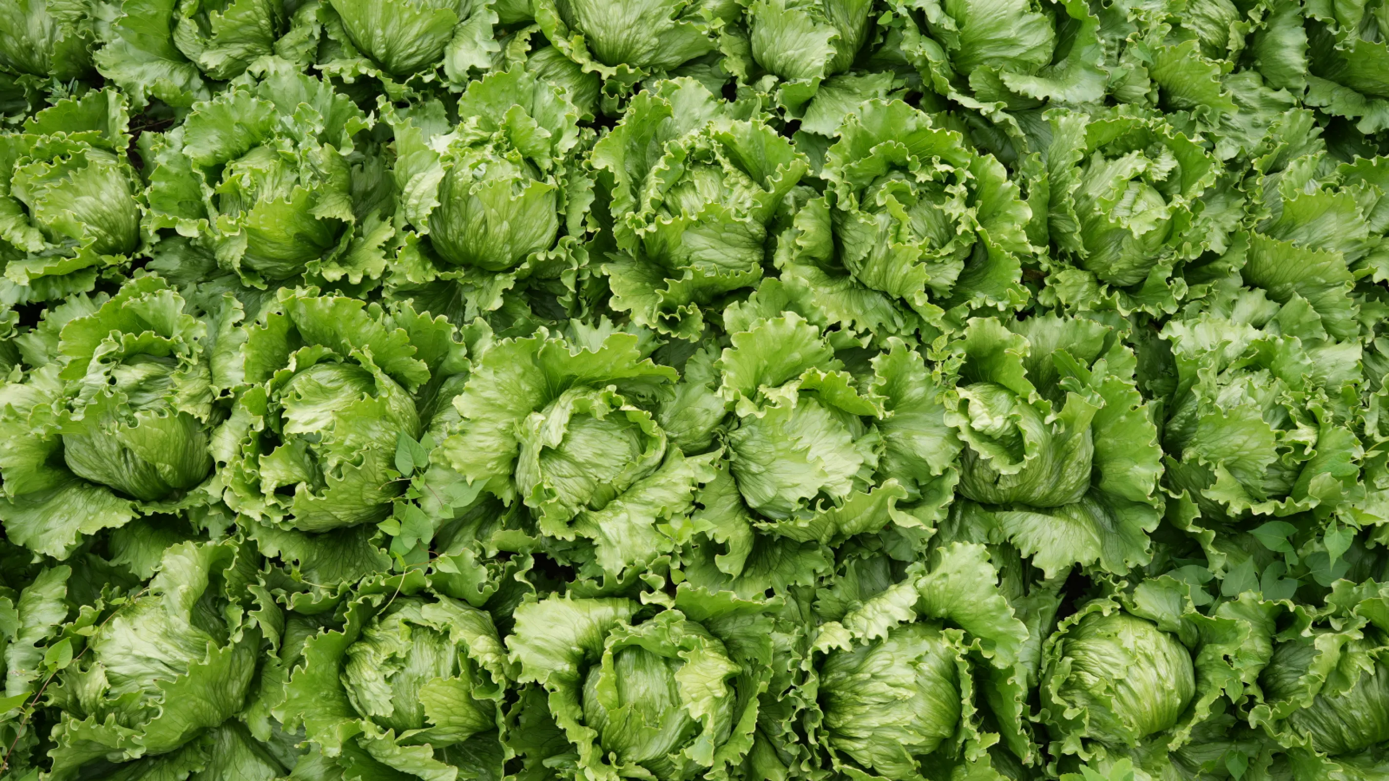 Cultivation image of our Iceberg Lettuce.