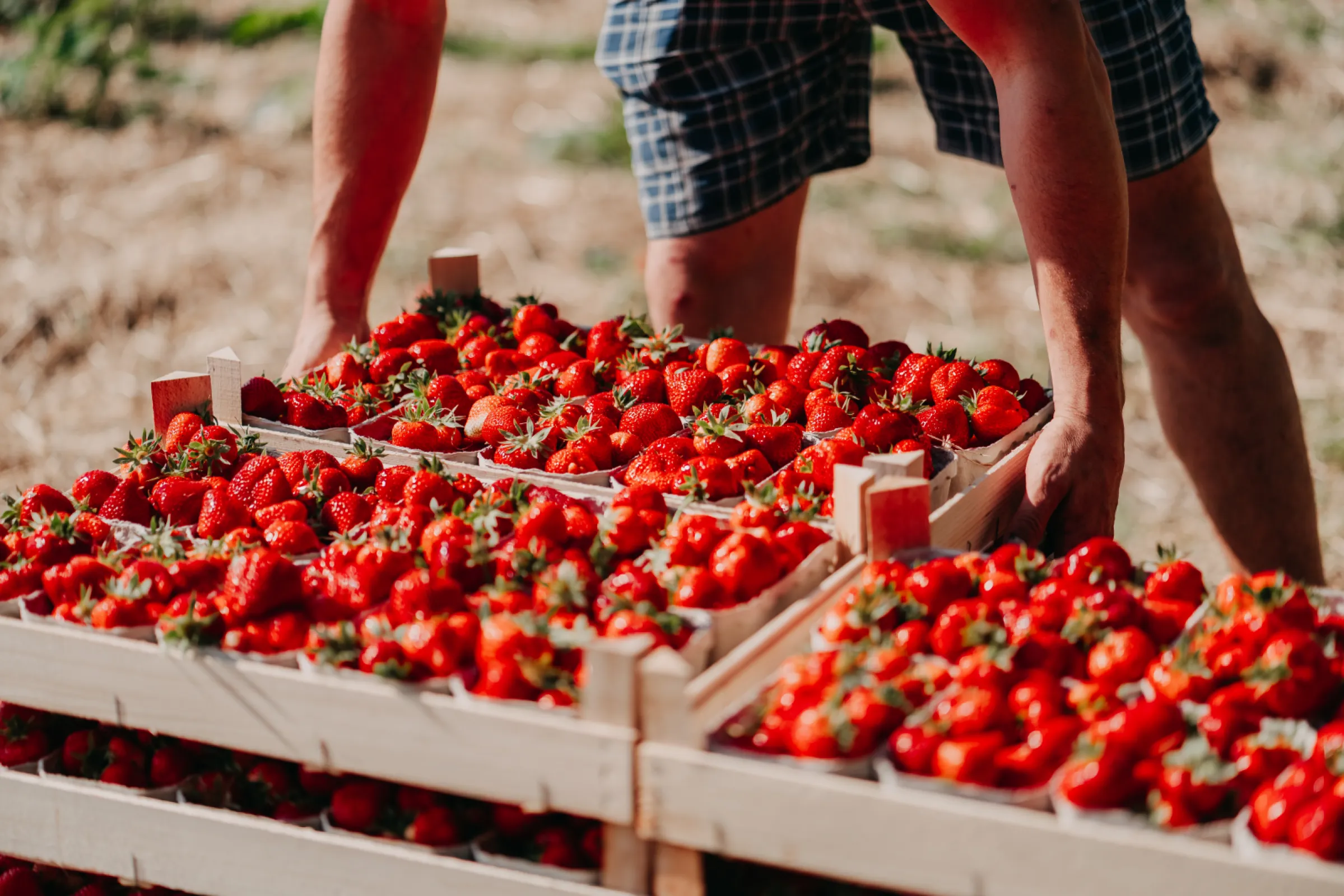 Our Strawberries fresh from the field.