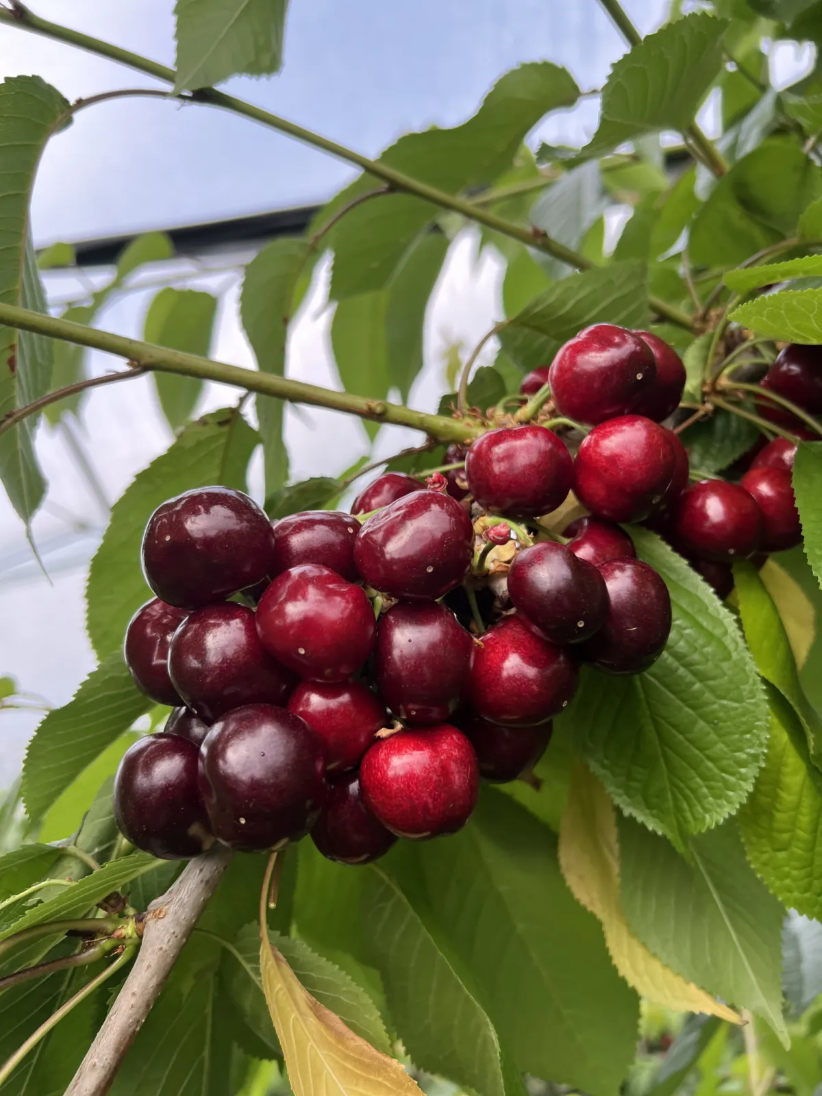 Our Sweet Cherries just before harvest.