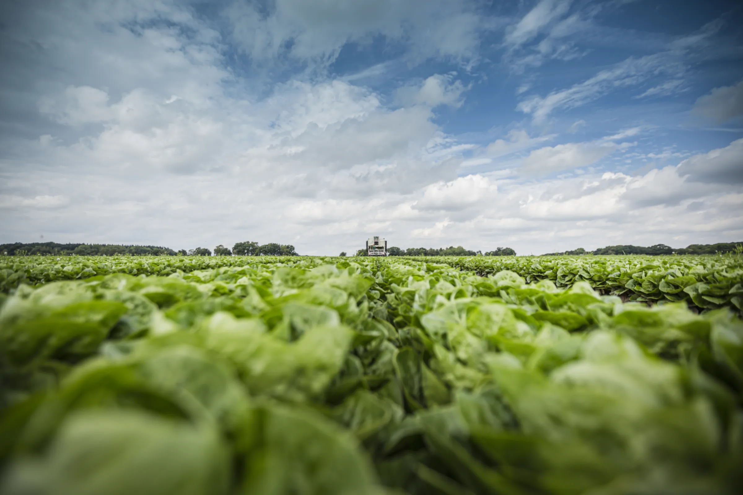Field image of our Mini Romaine.