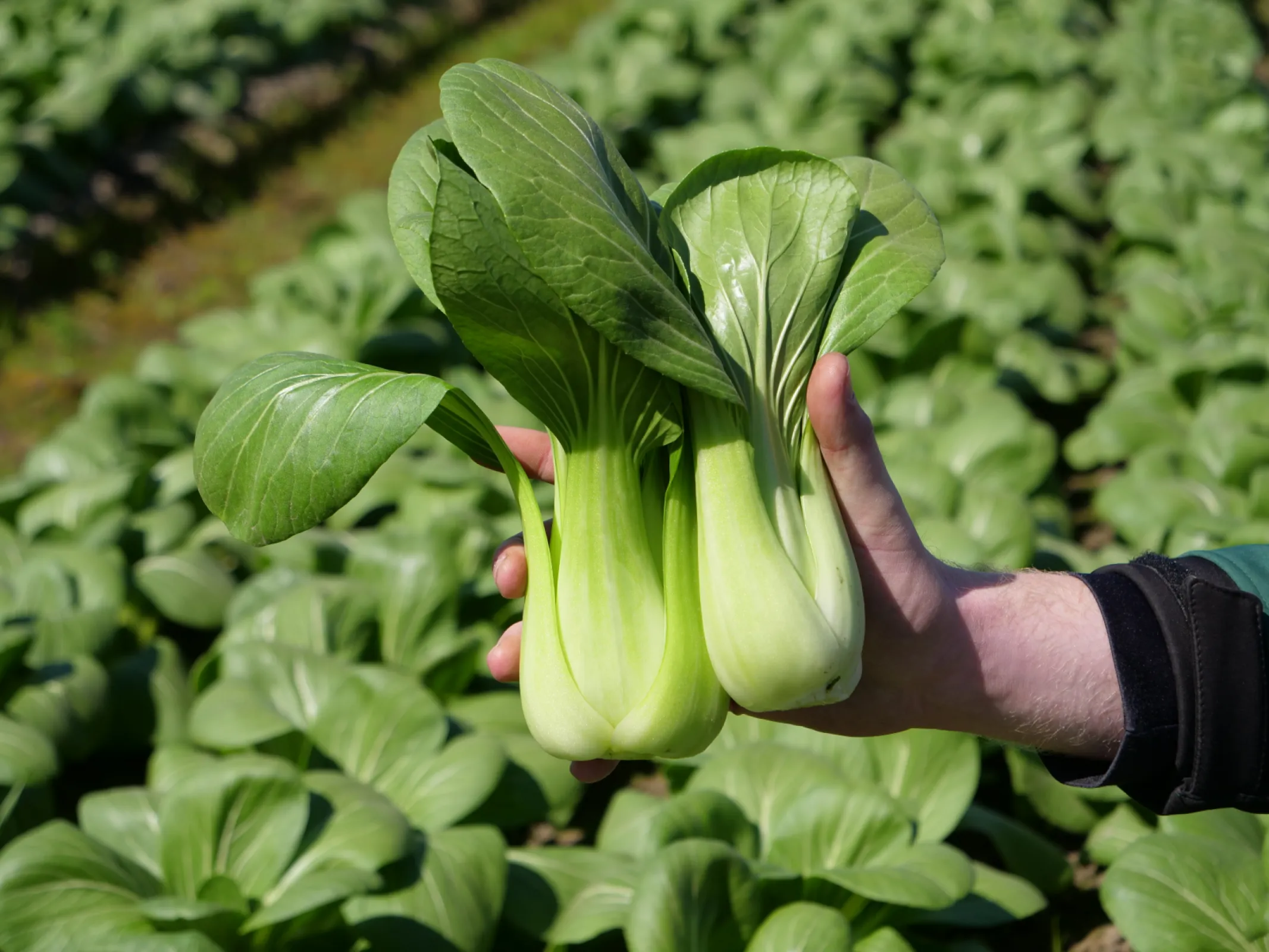 Field image of our Pak Choi.