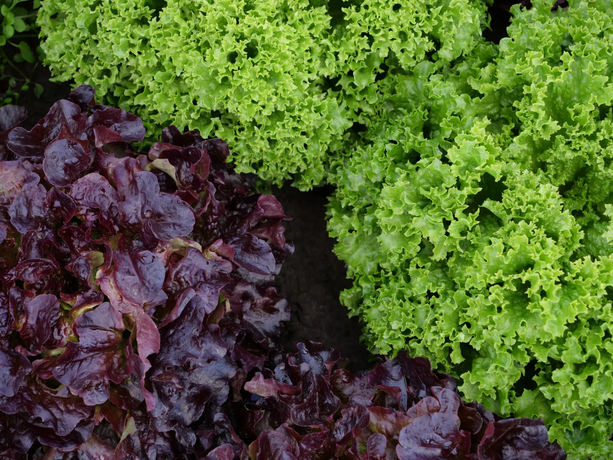 Field image of our Oak Leaf Lettuce red and our Lollo Bionda.