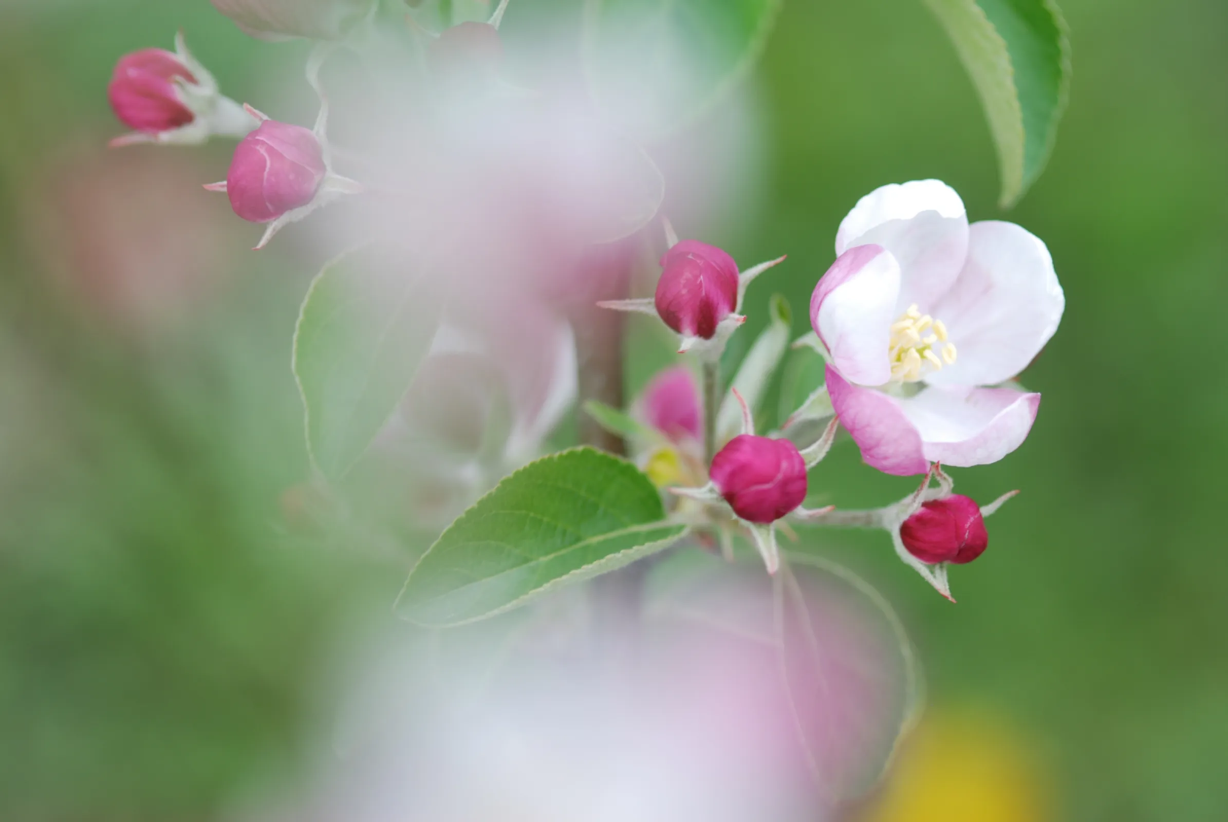 Fruit Novelties of Artevos GmbH