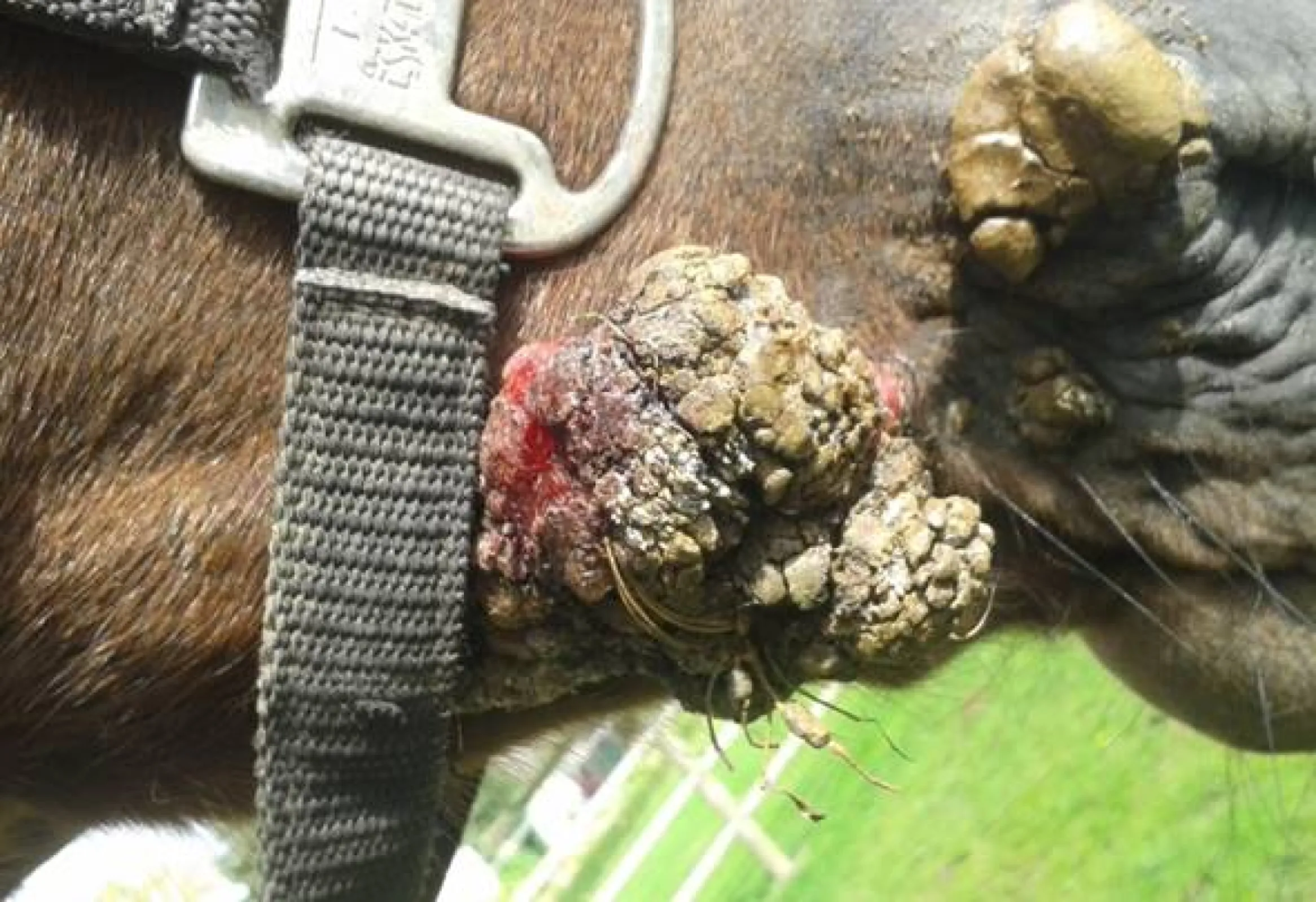 Horse Lenny with Sarcoid (Papilloma-induced tumor) before immunotherapy