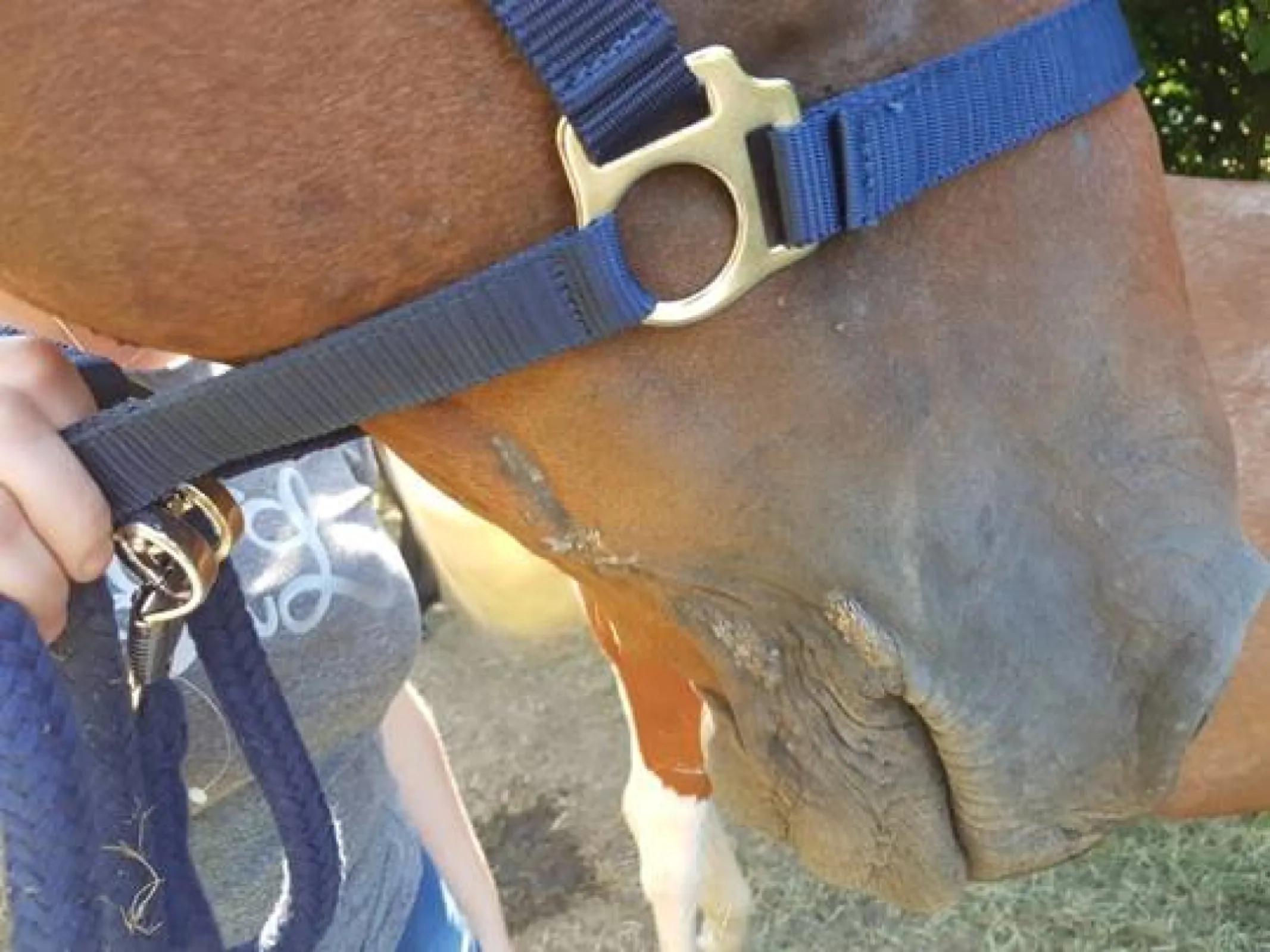 Horse Lenny with successful treatment response of Sarcoid (Papilloma-induced tumor) after immunotherapy