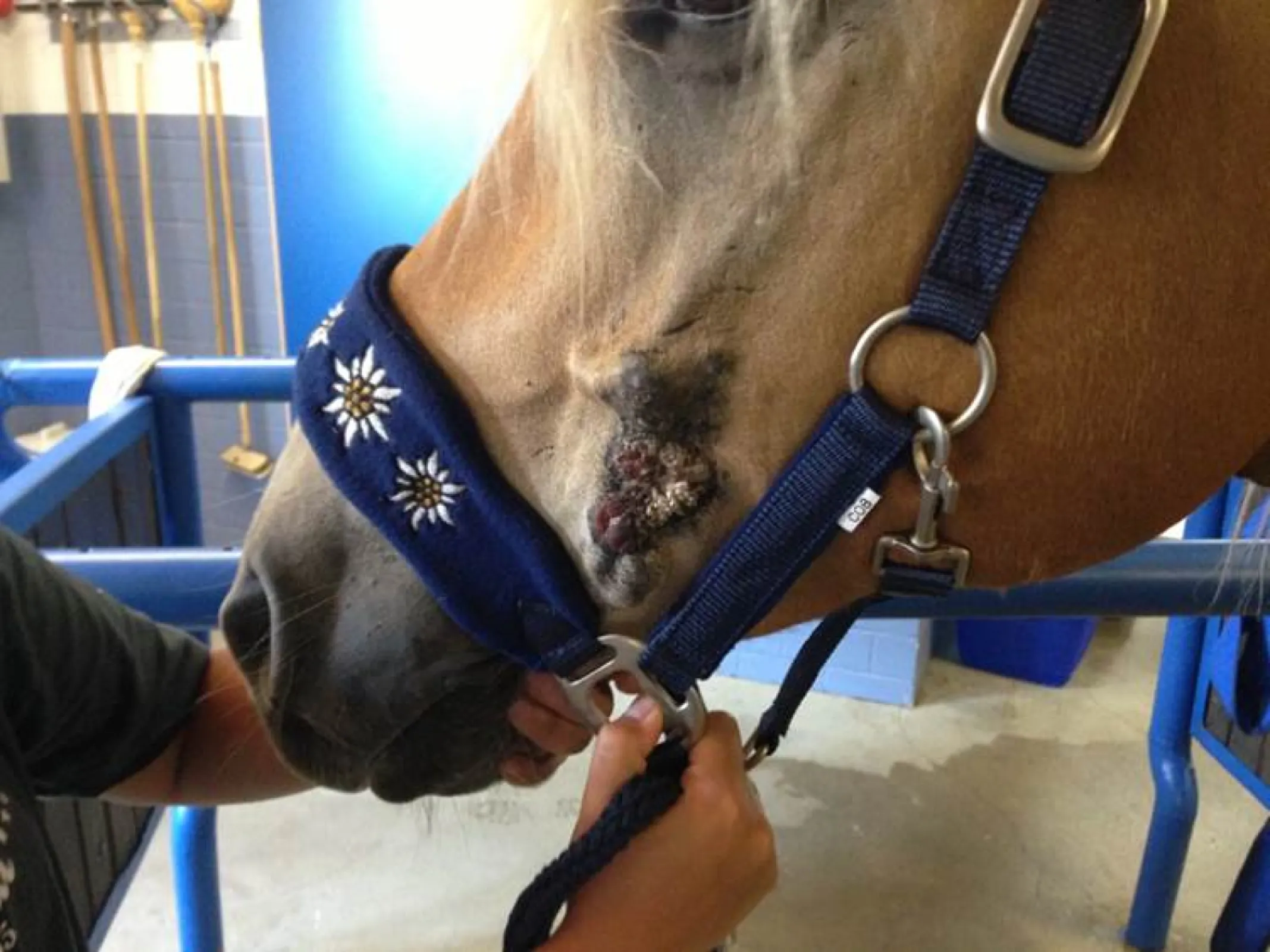 Horse  Amyr Sarcoid (papilloma-induced tumor) before injection of immunotherapy