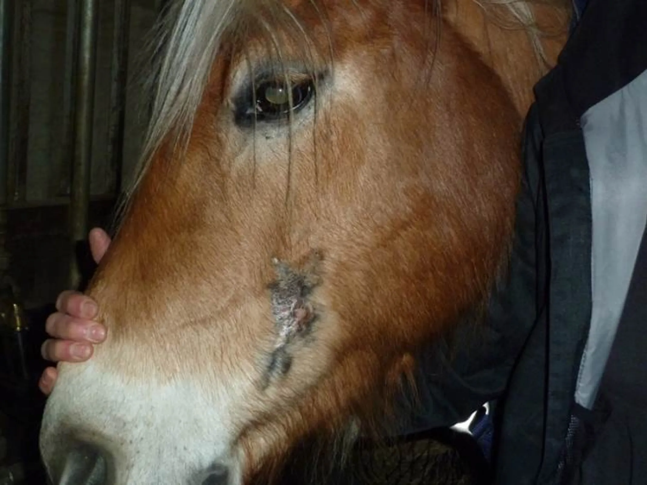 Horse Amyr  Sarcoid (papilloma-induced tumor) 7 months after successful  immunotherapy