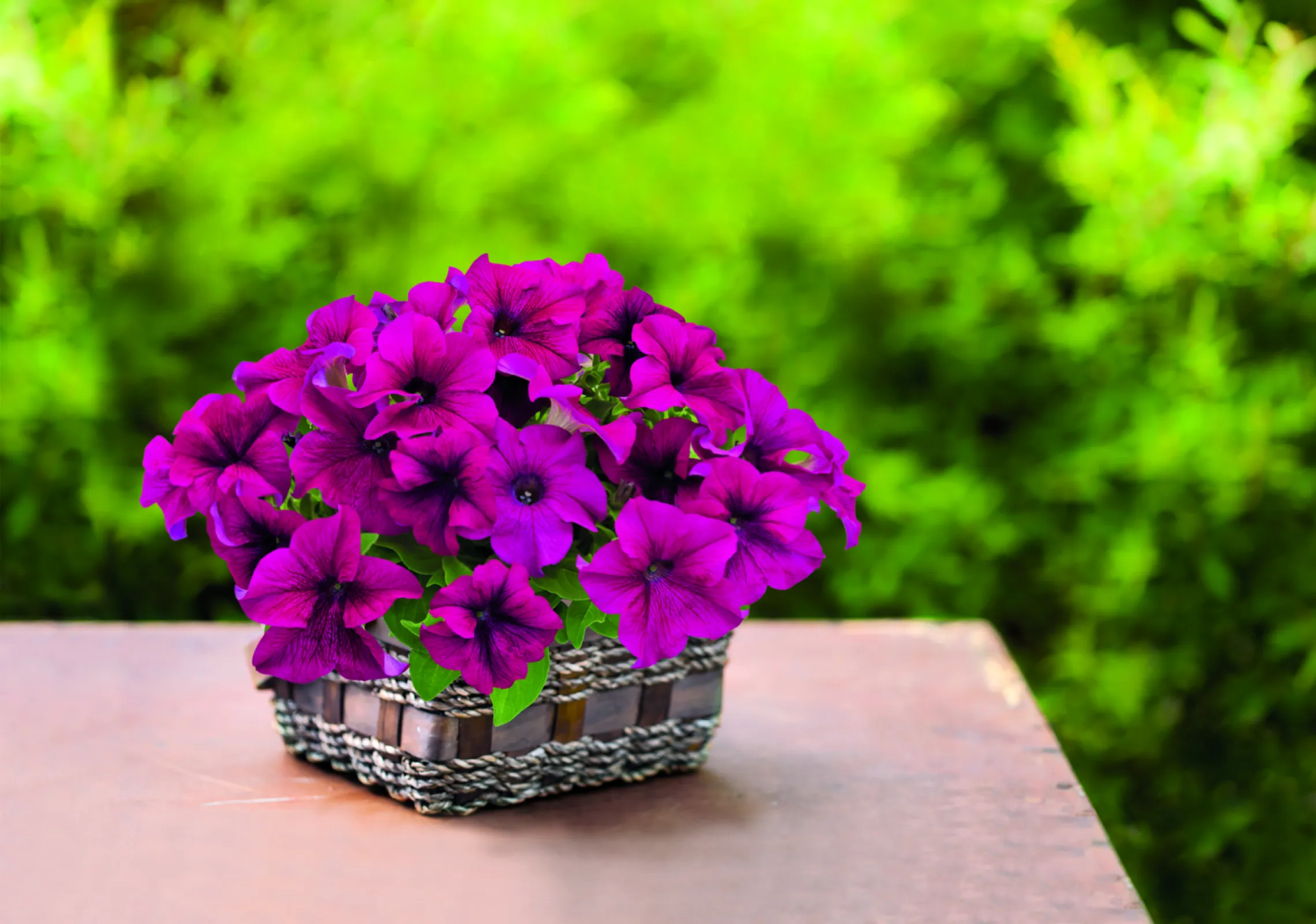 Petunia x hybrida F₁  – SUCCESS! 360° Purple