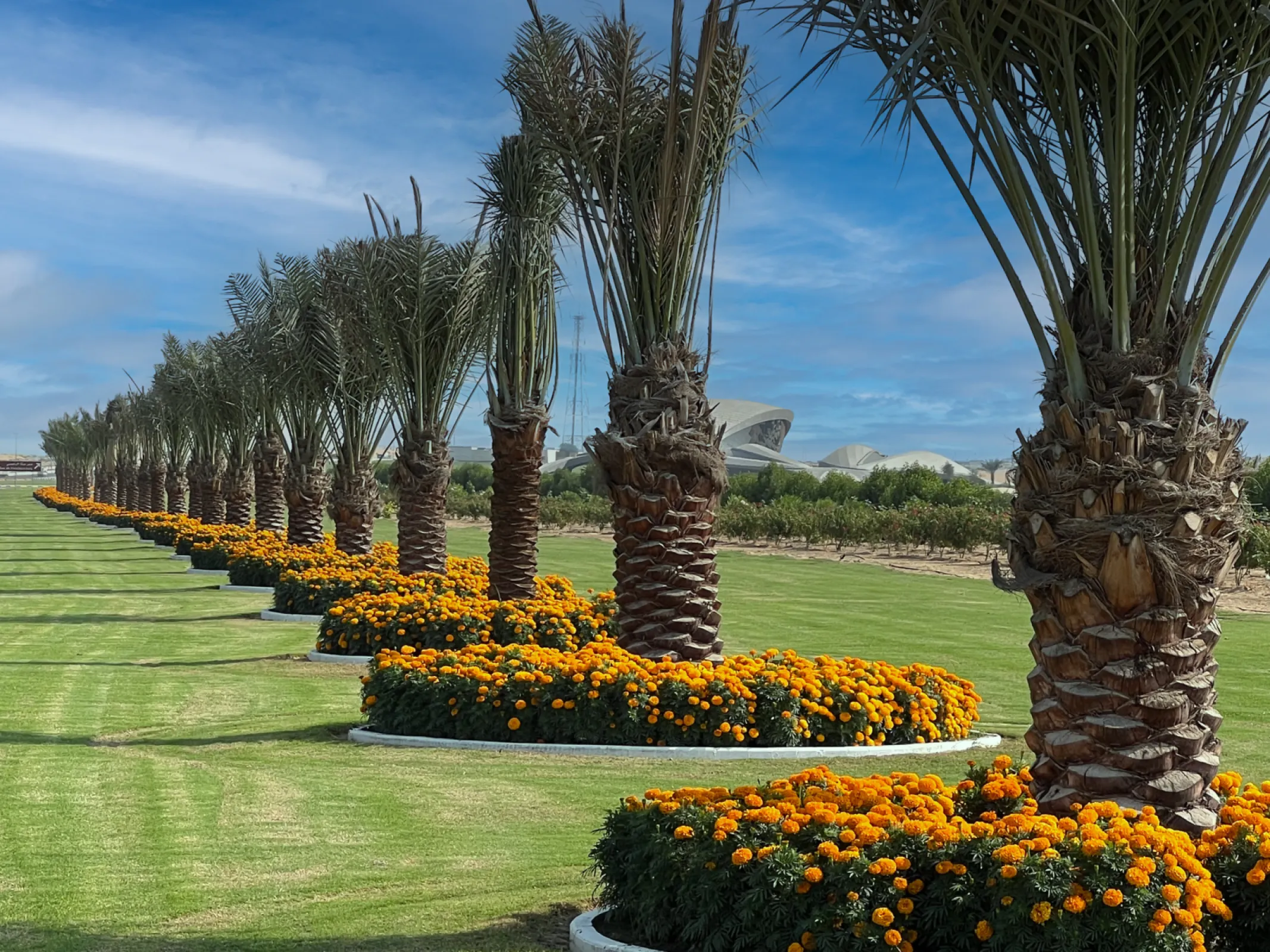 Tagetes erecta F₁ – Discovery