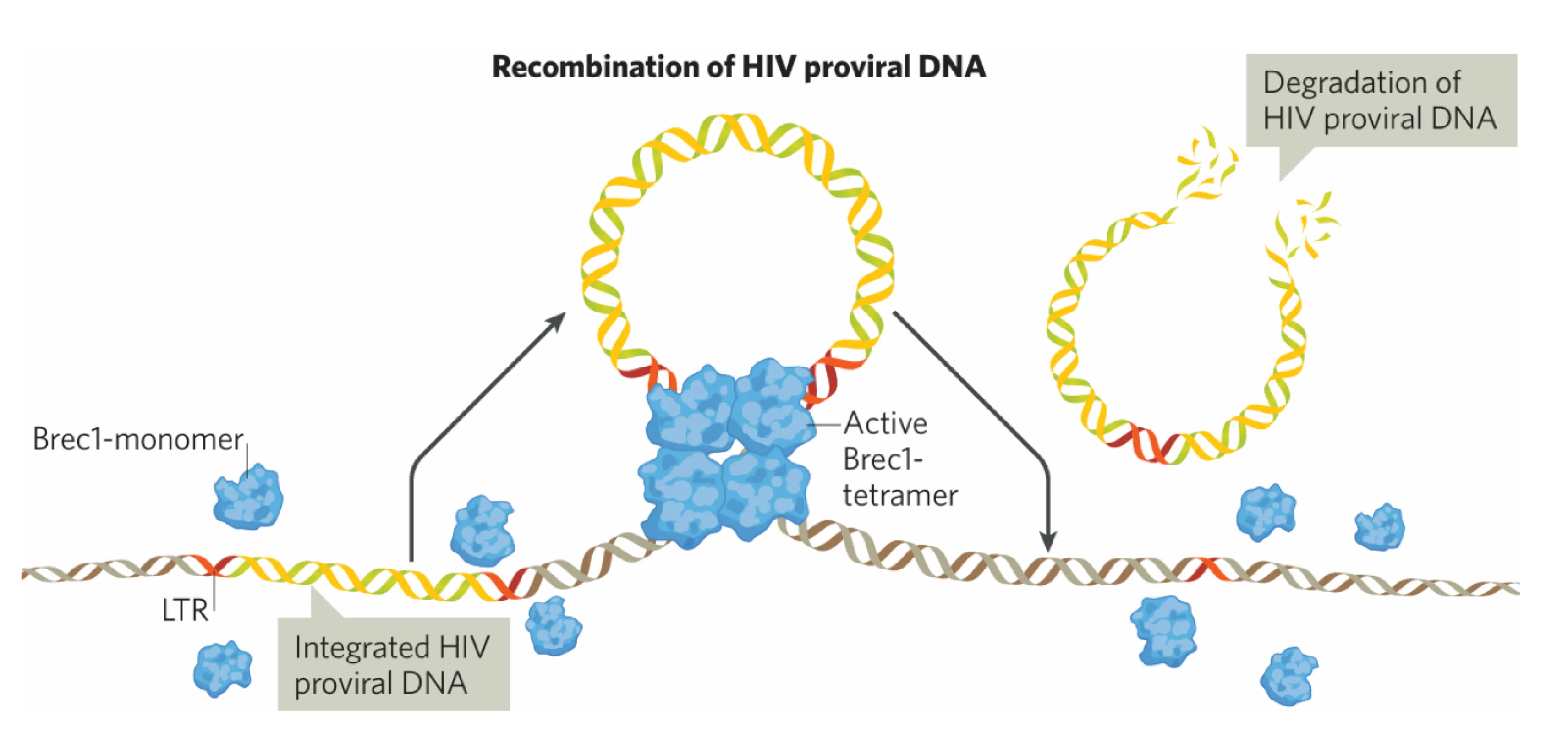 PROVIREX’s error-free genome-editing precision technology with recombinases. Precisely cutting out proviruses to halt HIV infection. This technology is being tested in a clinical phase Ib/IIa trial.