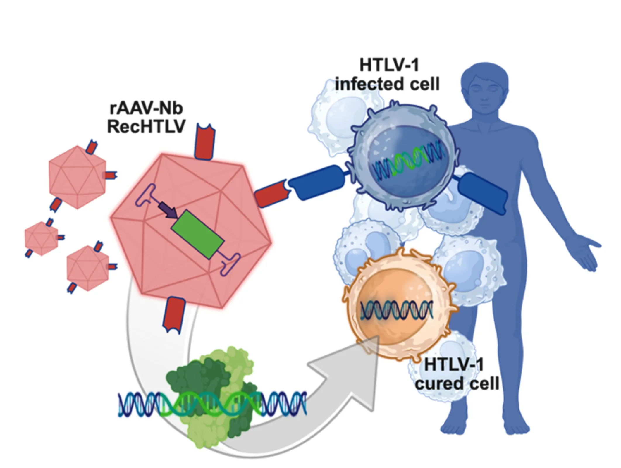 PROVIREX´s development of nanobody-rAAV-mediated administration of recombinases to T cells in humans. Recombinase RecHTLV removes HTLV-1 proviruses from the genome of infected cells.