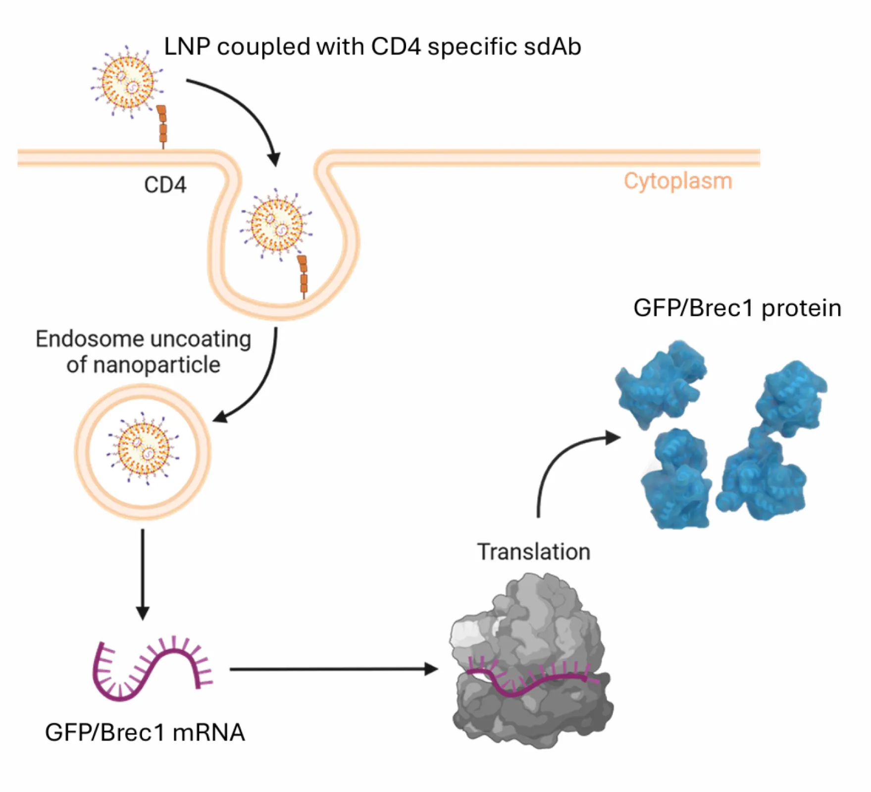 PROVIREX´1 development of cell-specific LNP-based transfer for direct delivery of HIV-specific recombinase Brec1.