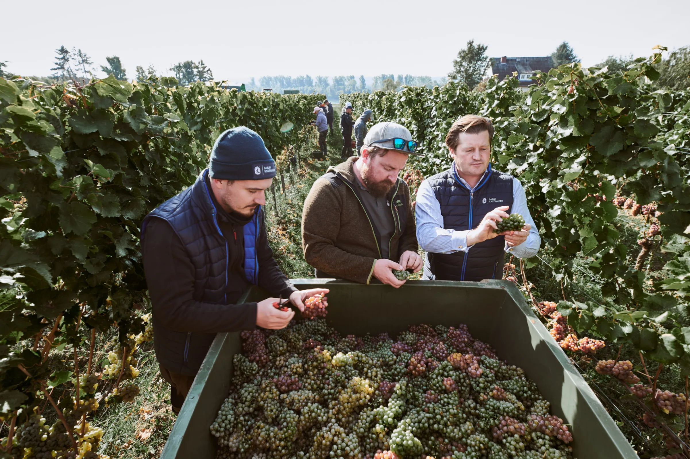 Baron Frederik, Arne and Ellis are checking the harvest quality.