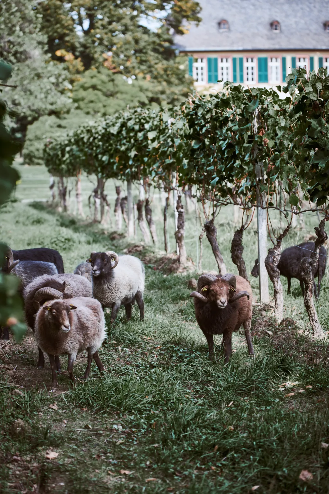 A herd of twenty Quessant sheep help in our vinyards.